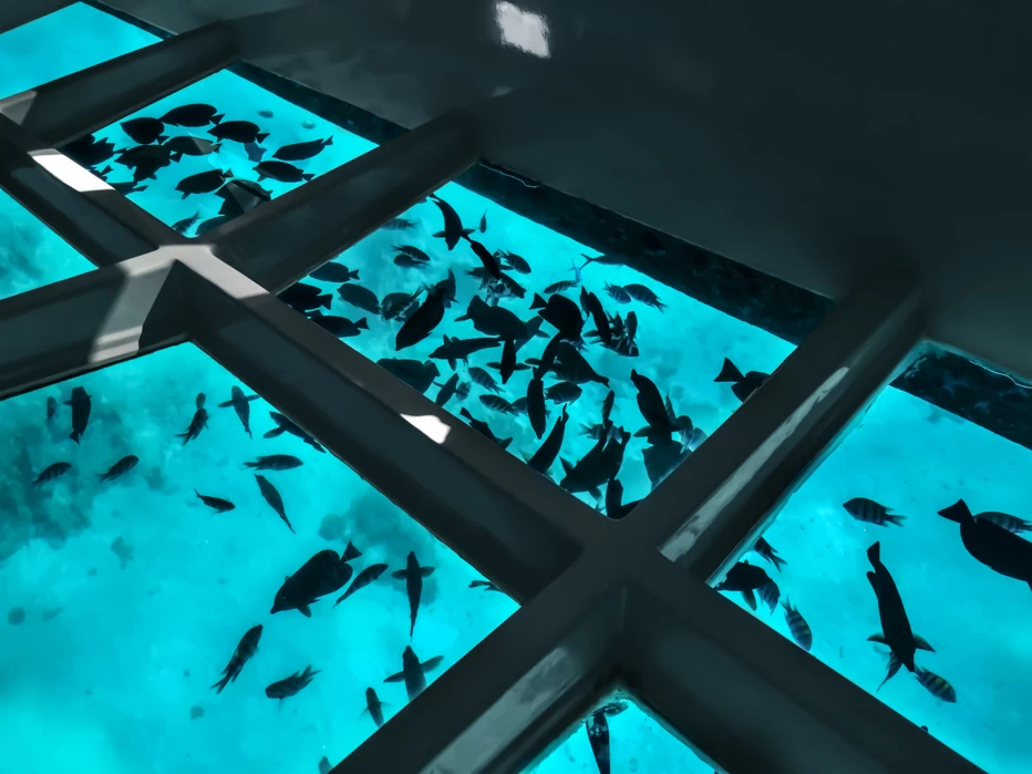 Fish under a glass bottom boat