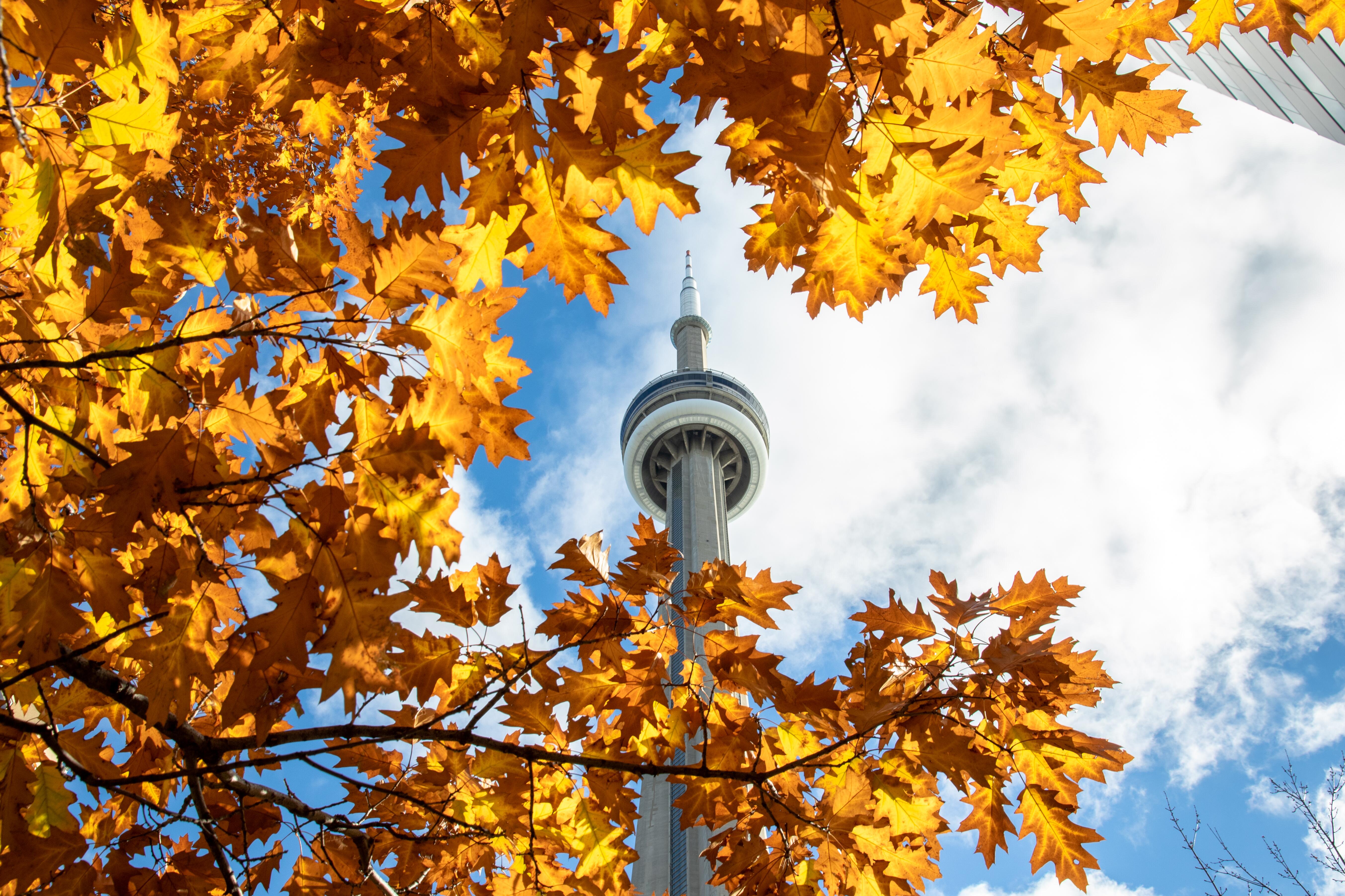 Outdoor ground level photo of the CN Tower, through fall-colored foliage.