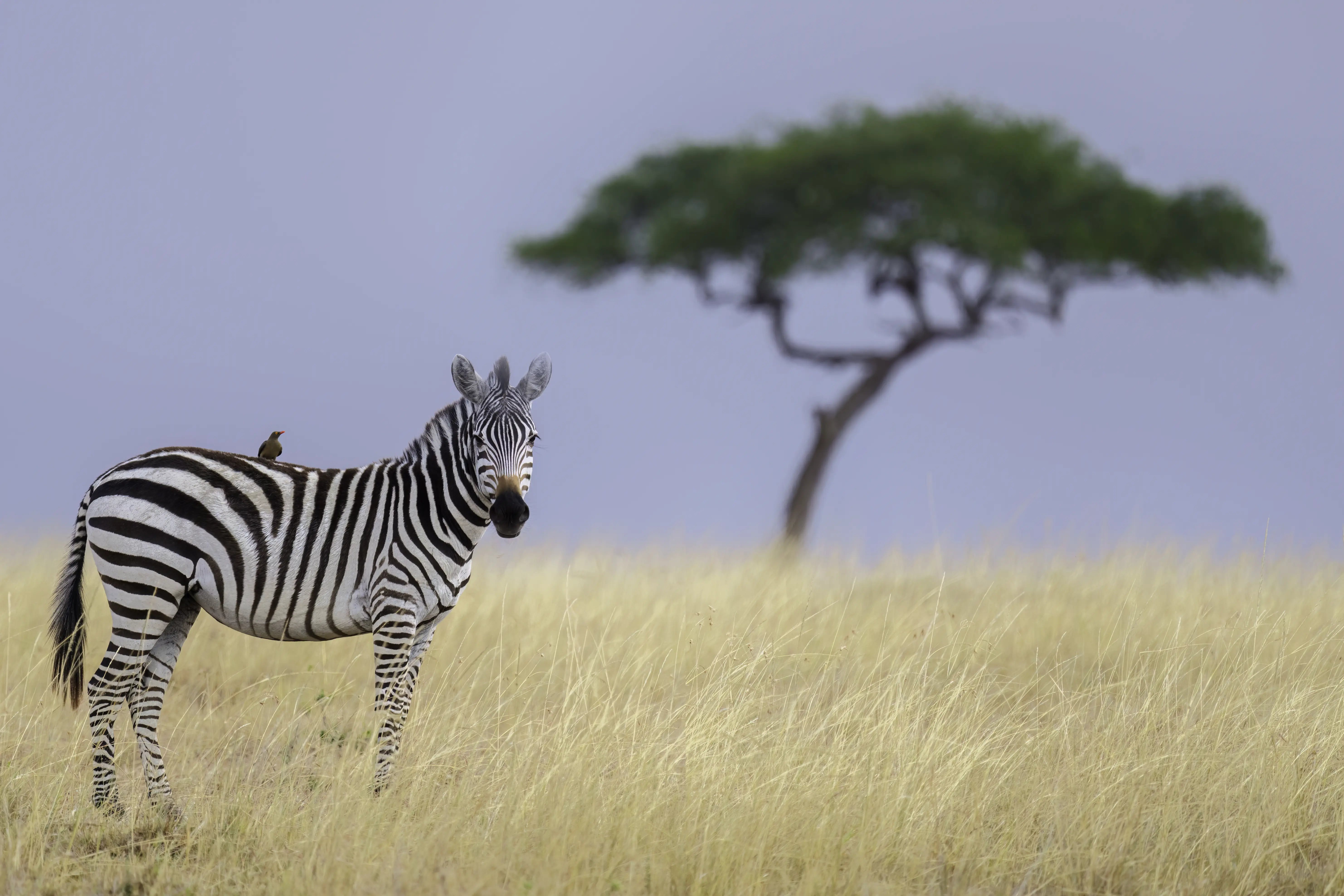 Image of a single zebra standing in the African plains with a bird on its back.