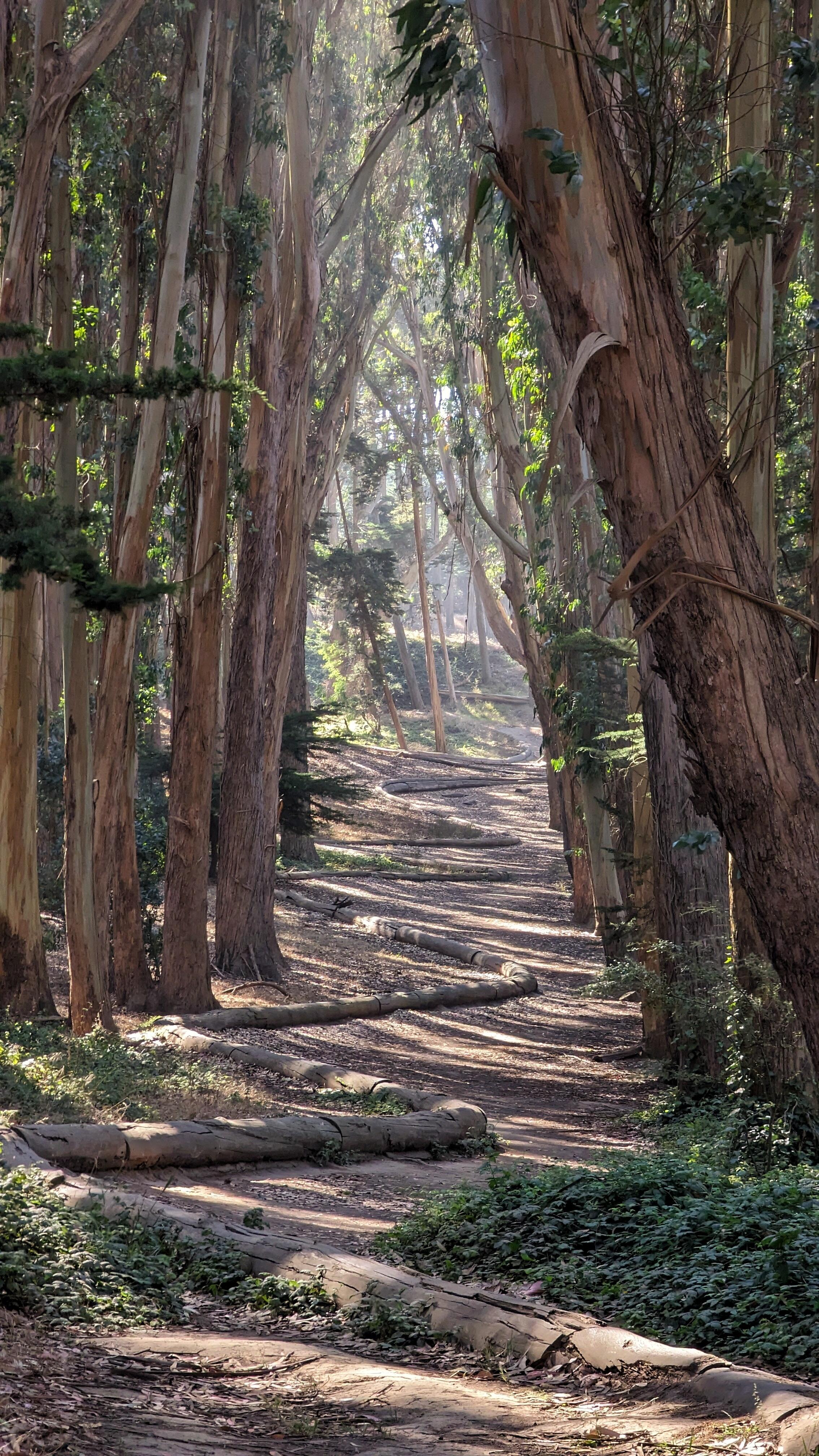 Outdoor photo of Wood Line by Andy Goldsworthy