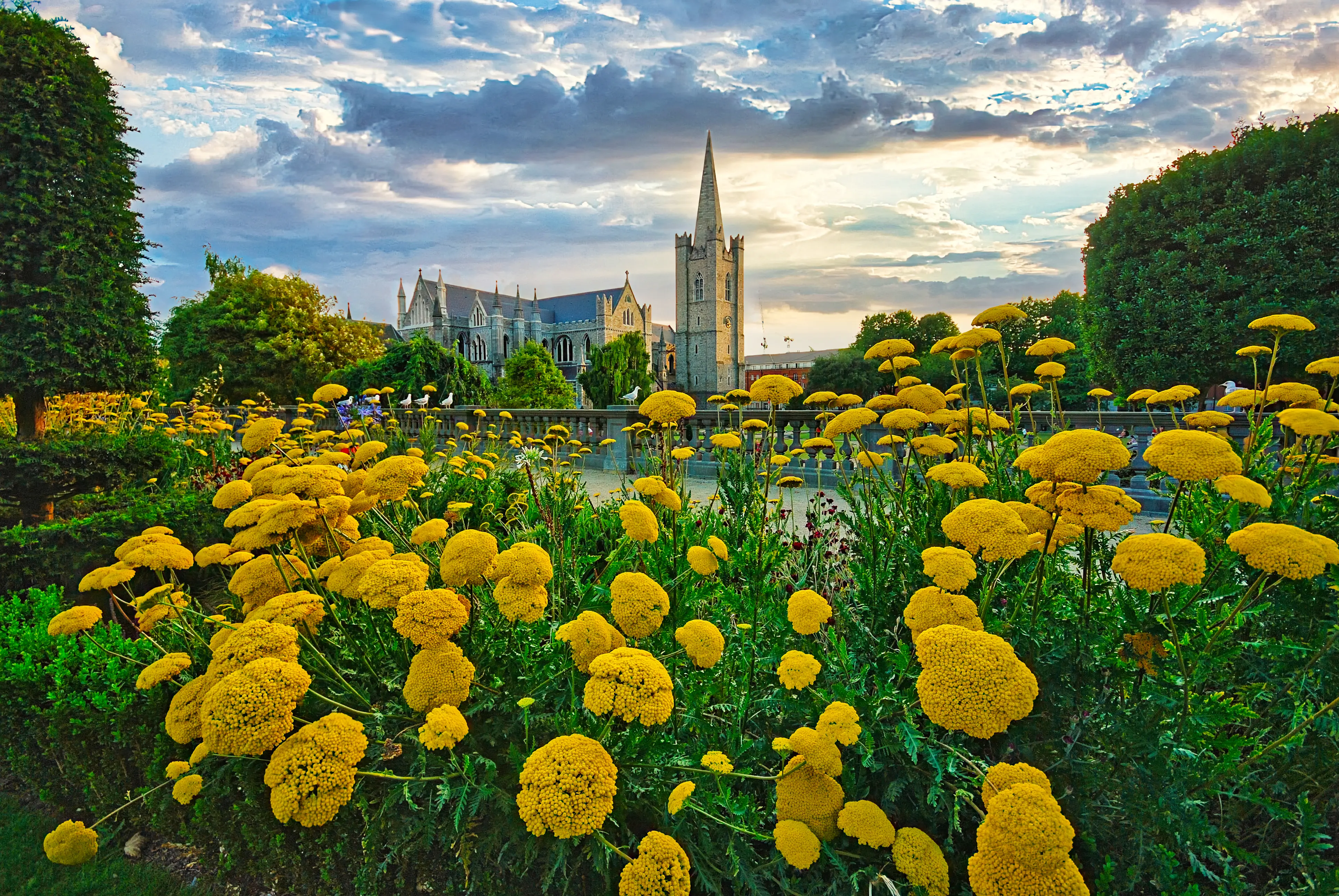 Dublin’s St. Patrick’s Park and St. Patrick’s Cathedral, yellow flowers in the foreground