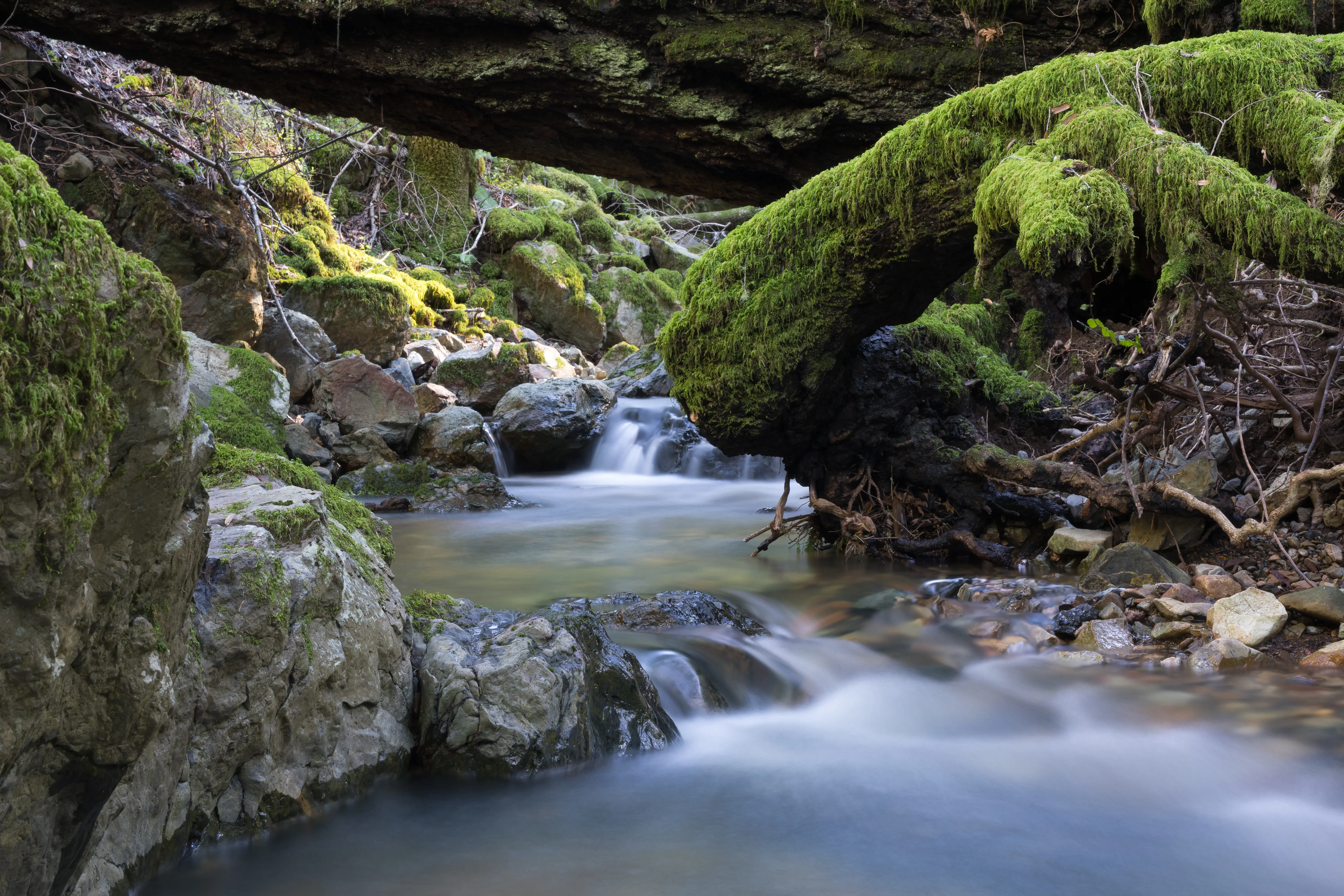 Image of Cataract Creek at Mount Tamalpais State Park, in Mill Valley, California.
