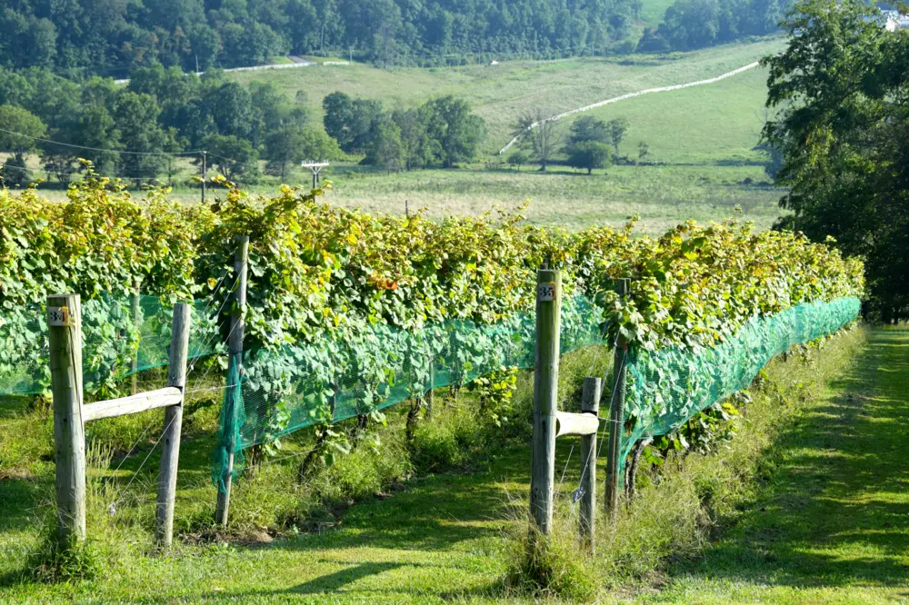 Hillsborough Vineyards