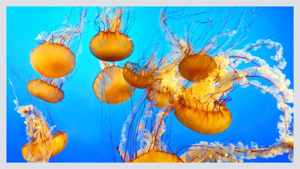 Orange-colored jellyfish in water