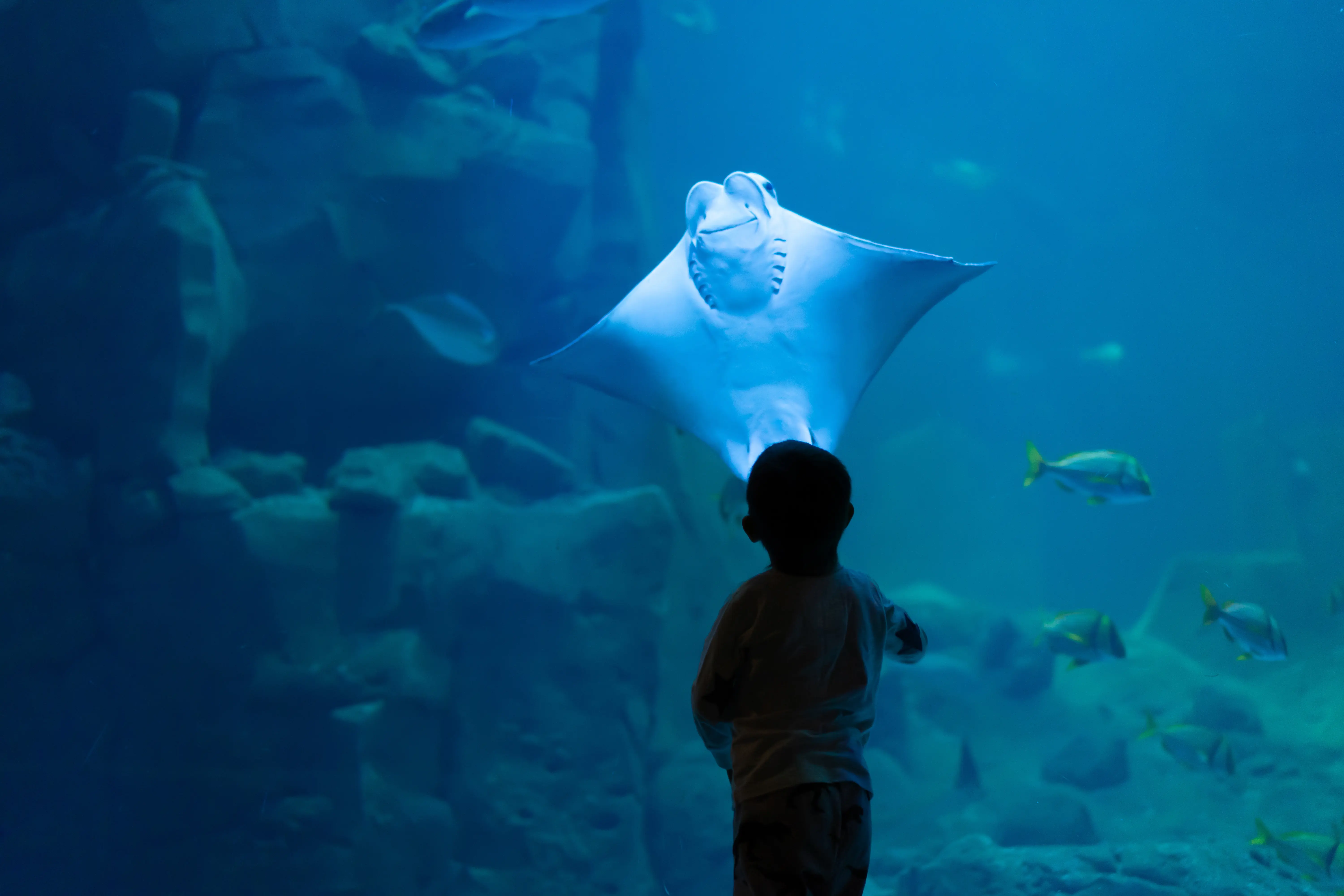 Little boy looking into aquarium with a stingray close to the glass that appears to be smiling