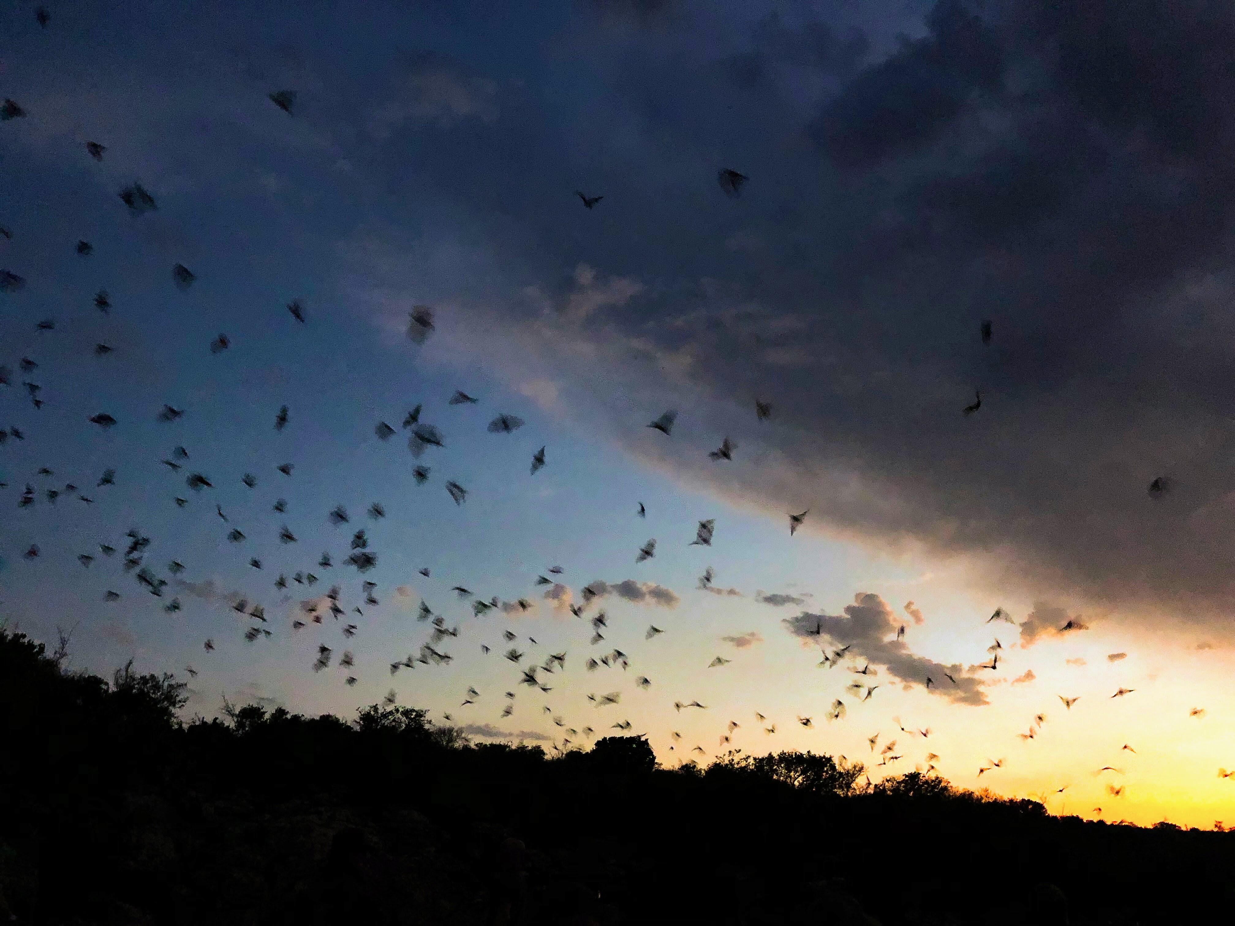 A colony of bats fly above the tree line at dusk