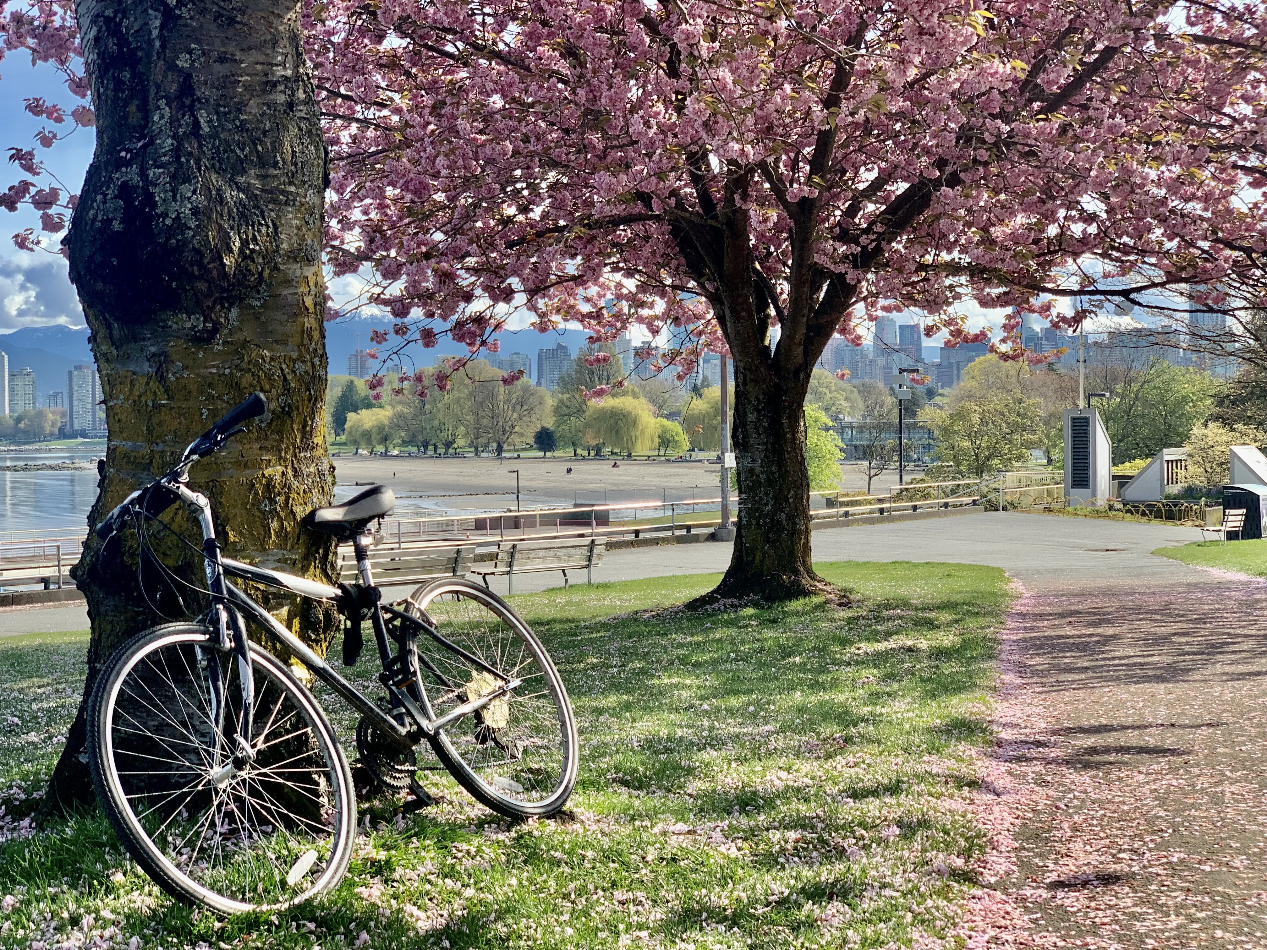 Image of Cherry blossoms in Vancouver, British Columbia.