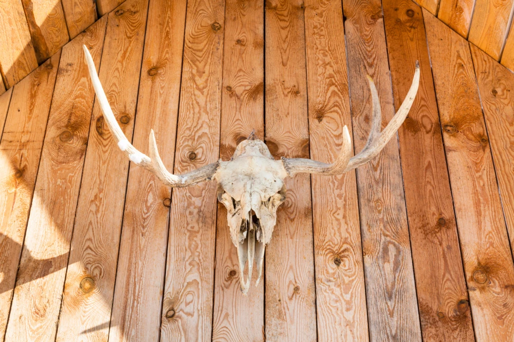 Moose head on a log cabin wall.