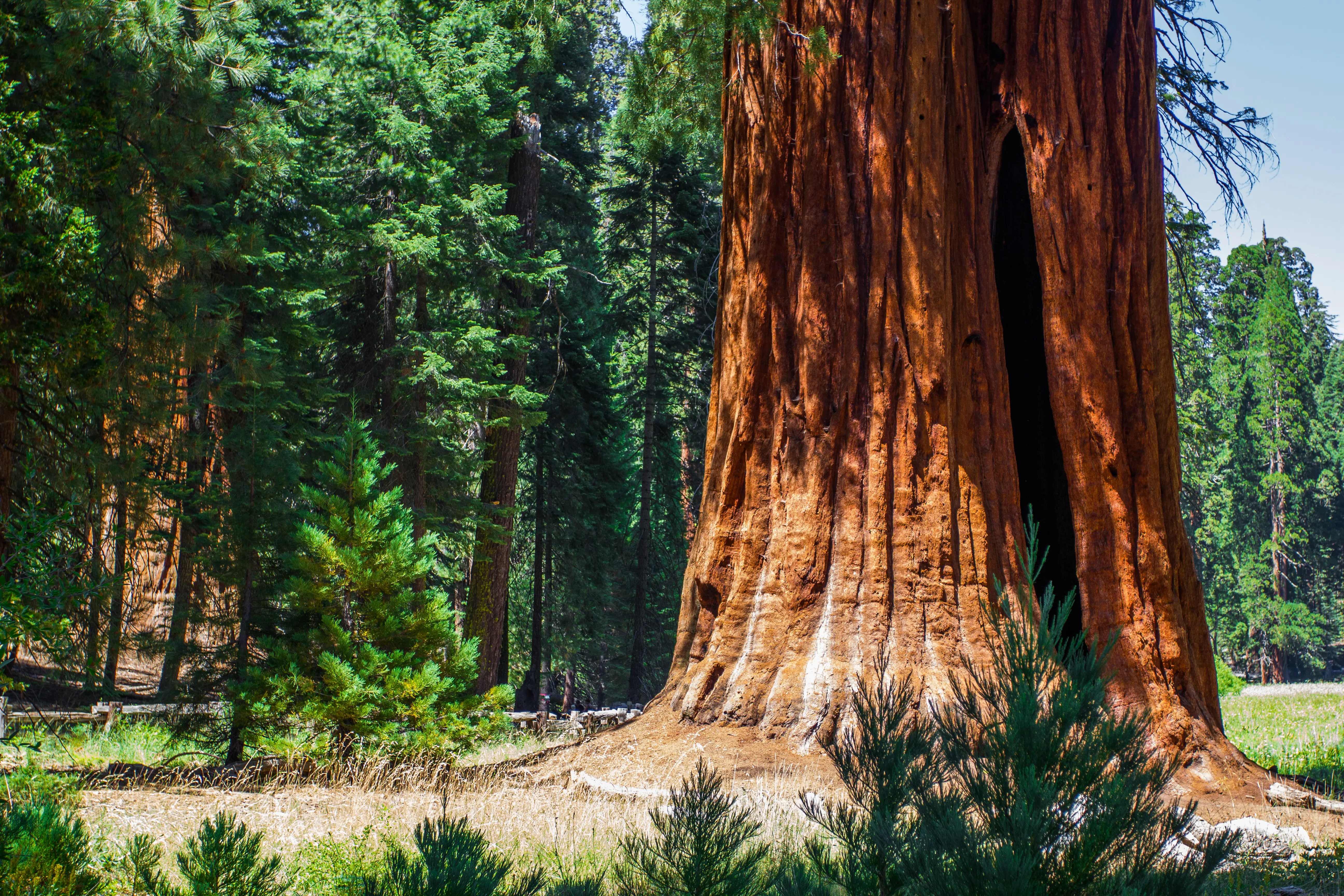 Image of Sequoia tree at Sequoia National Park, California.