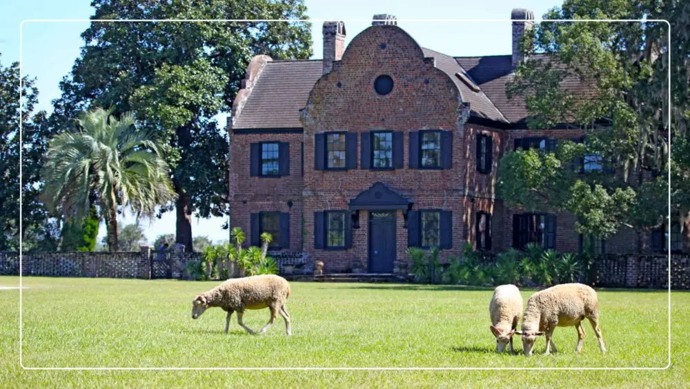 Lambs graze with Middleton Place, a popular thing to do in Charleston, SC, in the background.