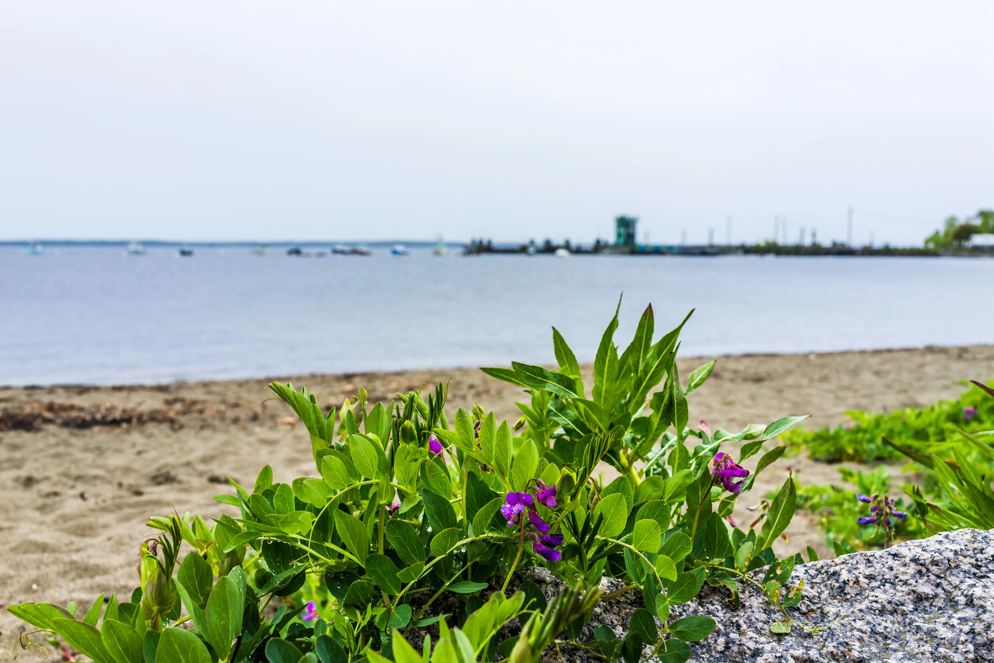 beach, beach town, United States