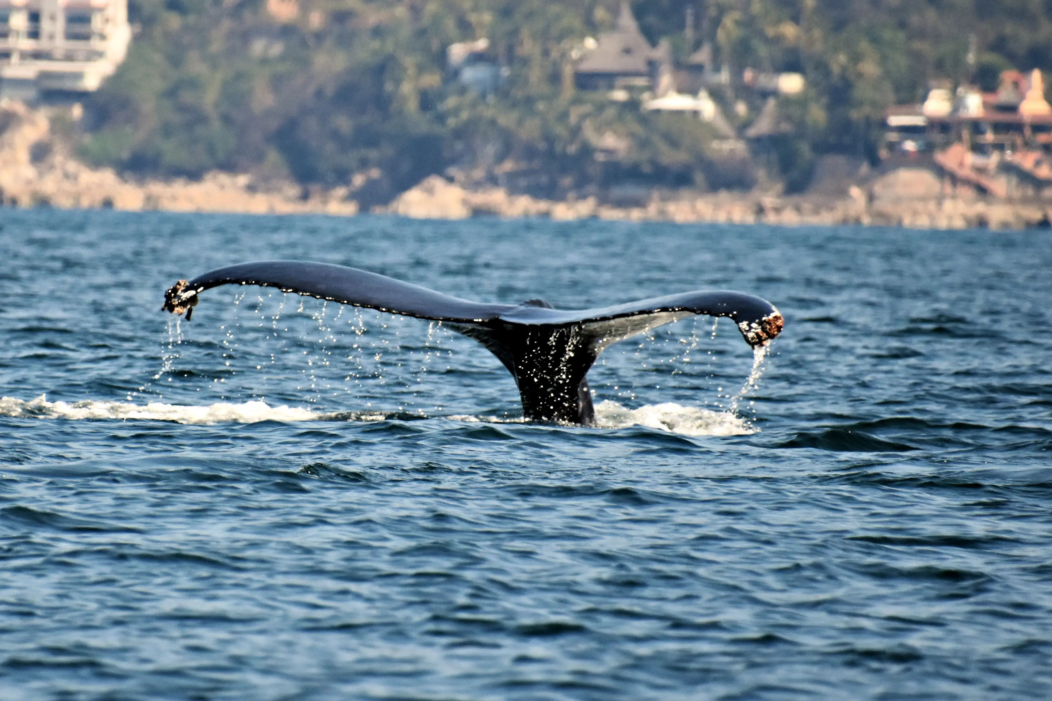 Photo of a whale