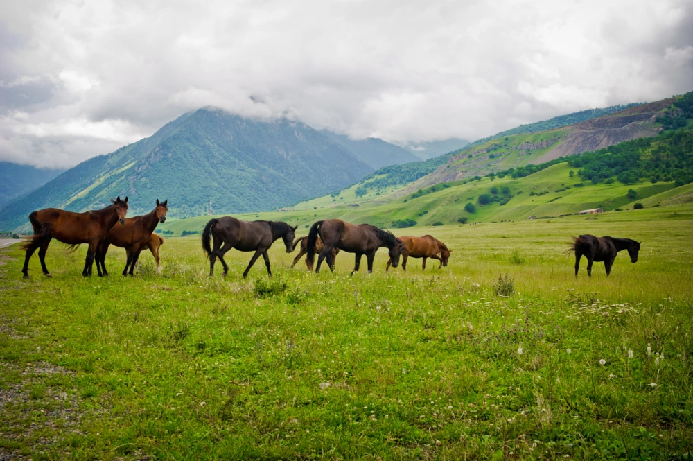 Wild horses in a field in Taos New Mexico