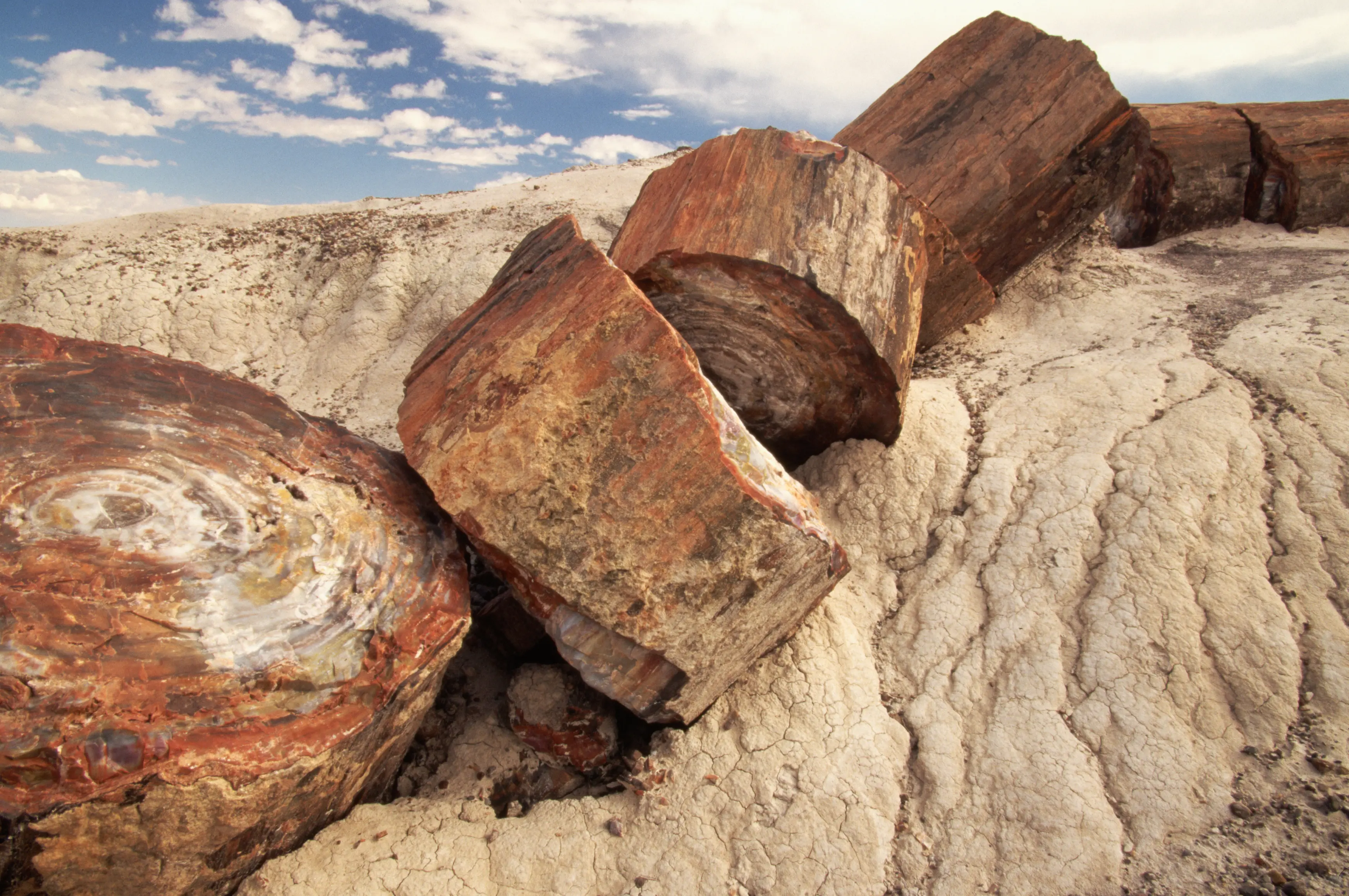 Image of petrified logs at Petrified Forest National Park