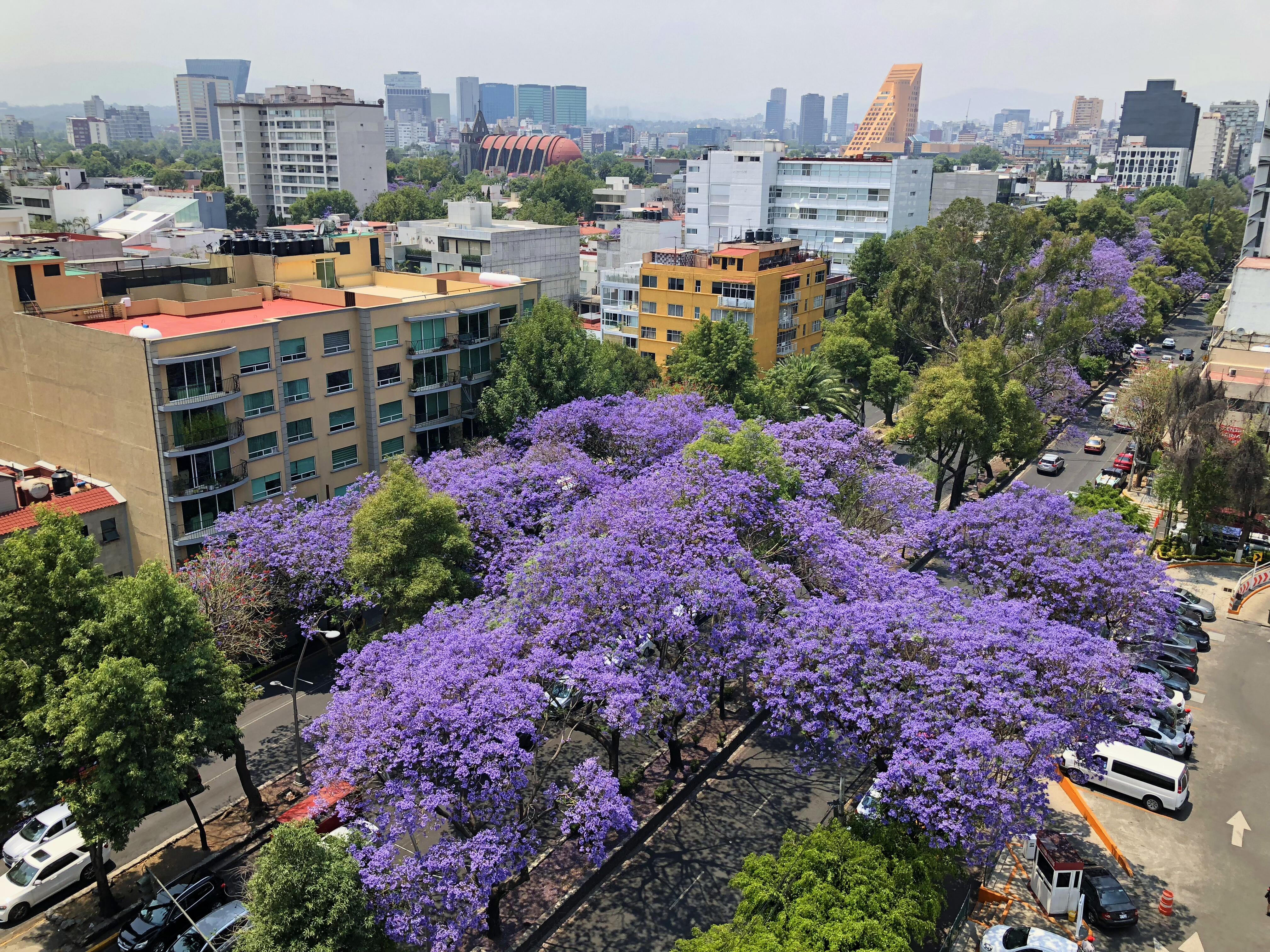 Photo of Spring in mexico city