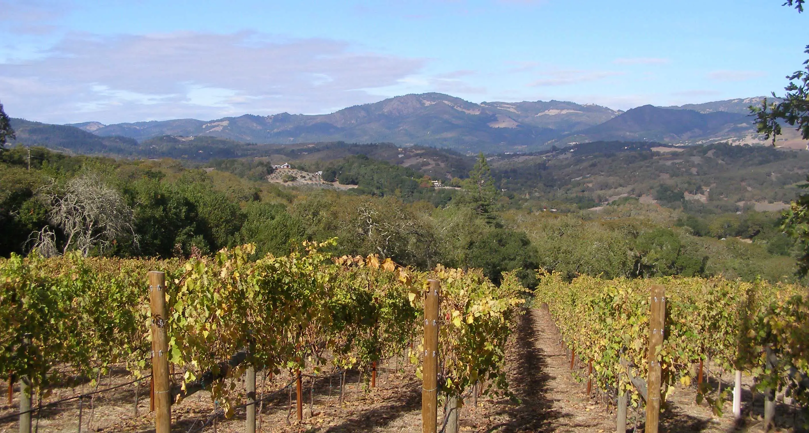 Image of a vineyard in the Sonoma mountains, with the Mayacamas Mountains in the distance.