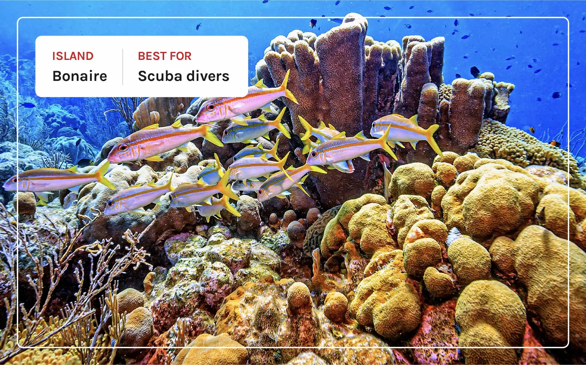 Underwater view of marine life in Bonaire