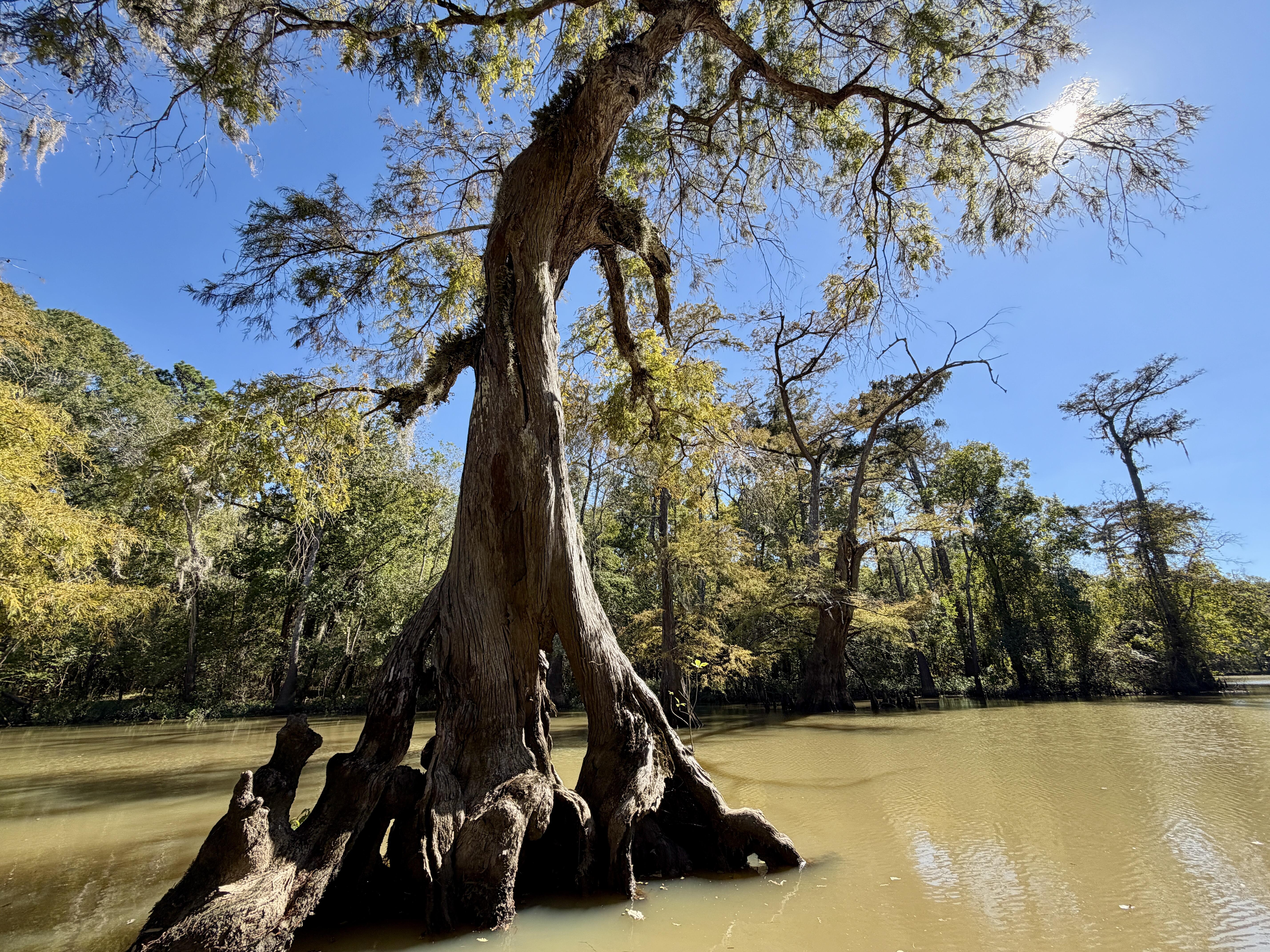 A tall cypress tree in Cattail Marsh Scenic Wetlands