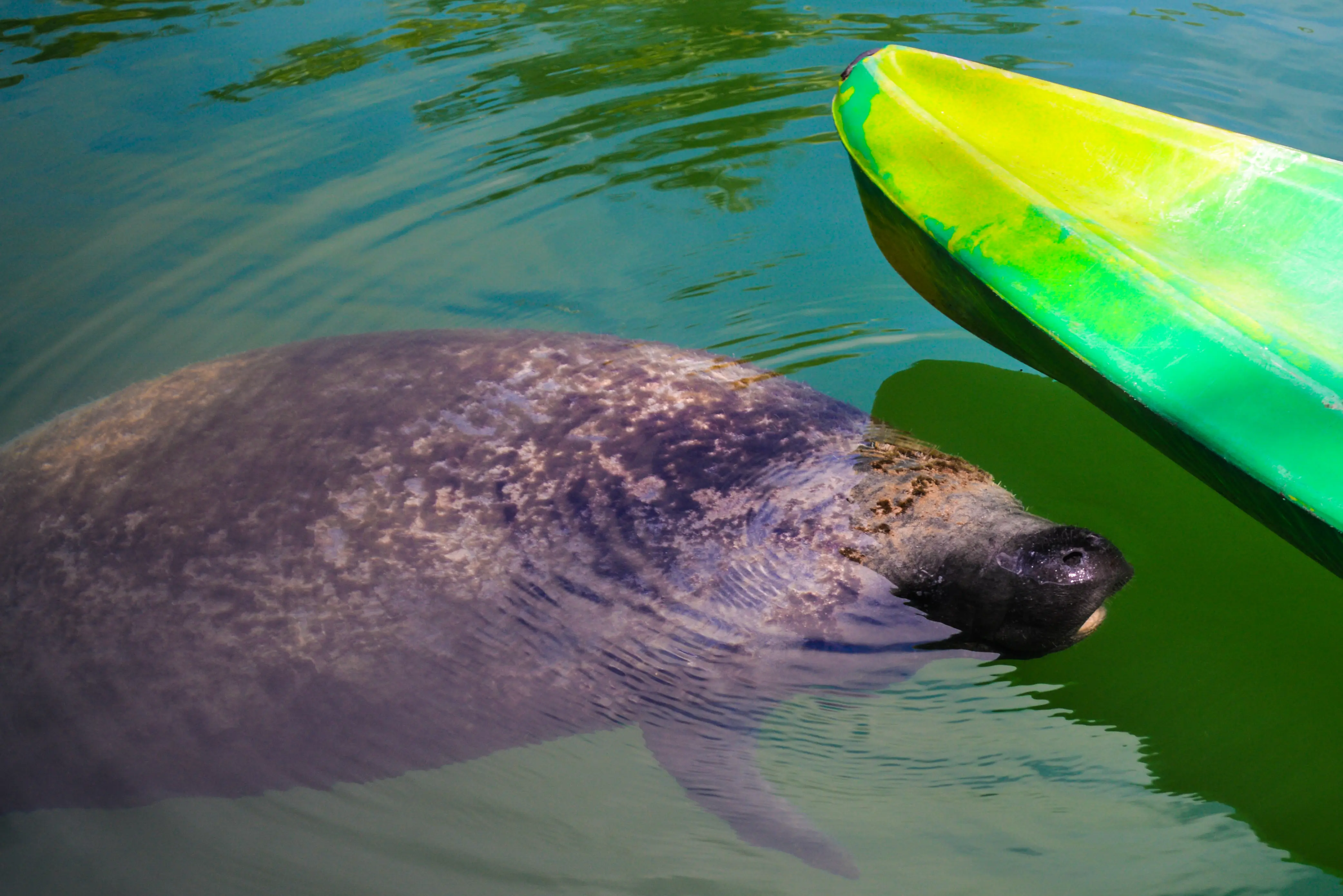 Manatee in the water investigating a kayak