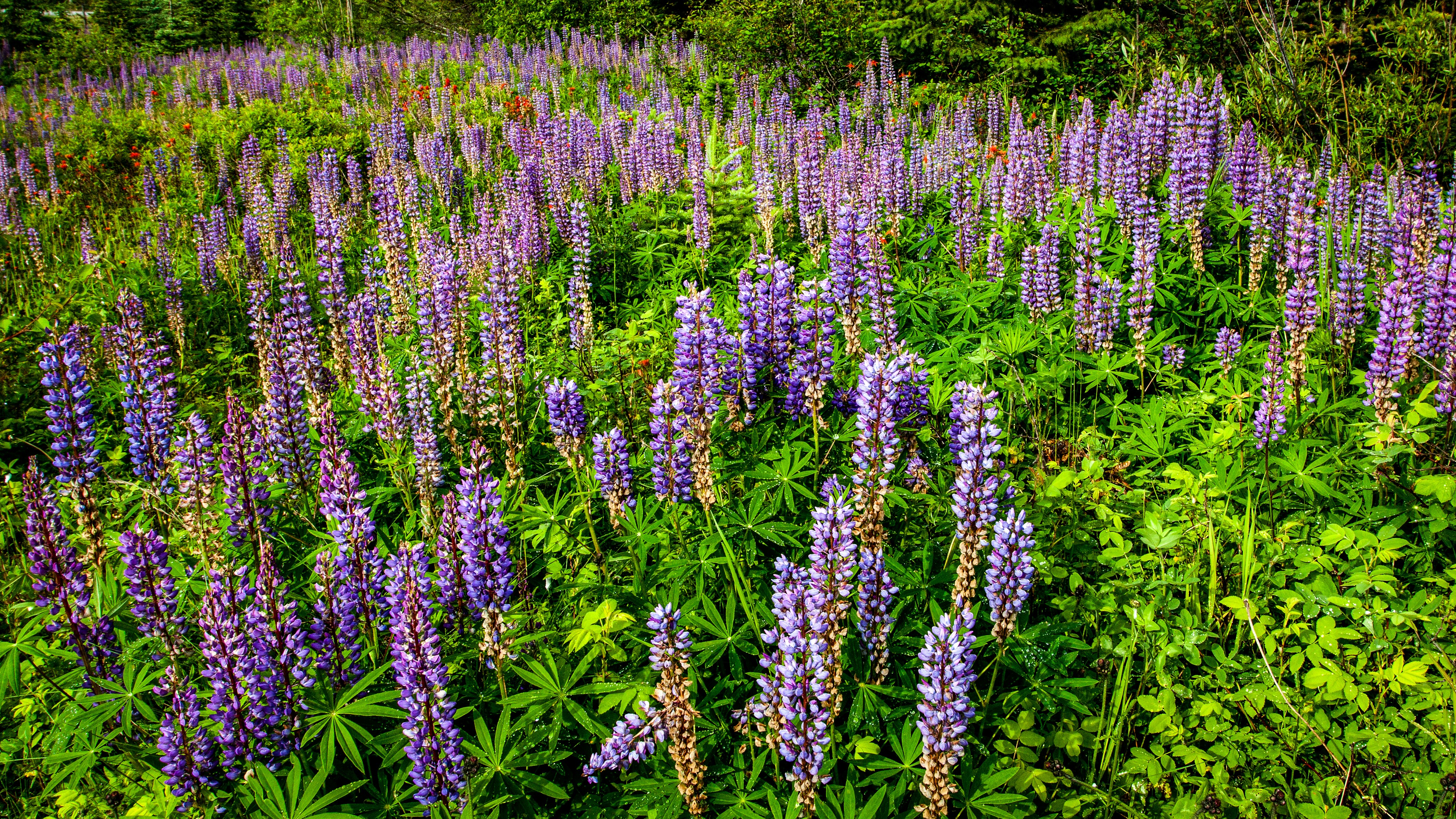 Crowsnest Scenic Highway Road Trip