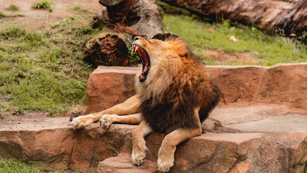 A lion roaring at the Brookfield Zoo in Chicago.