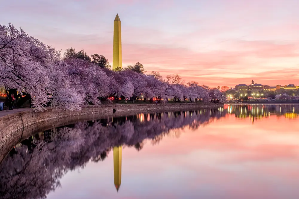 Washington monument in the distance, with cherry blossom trees before it