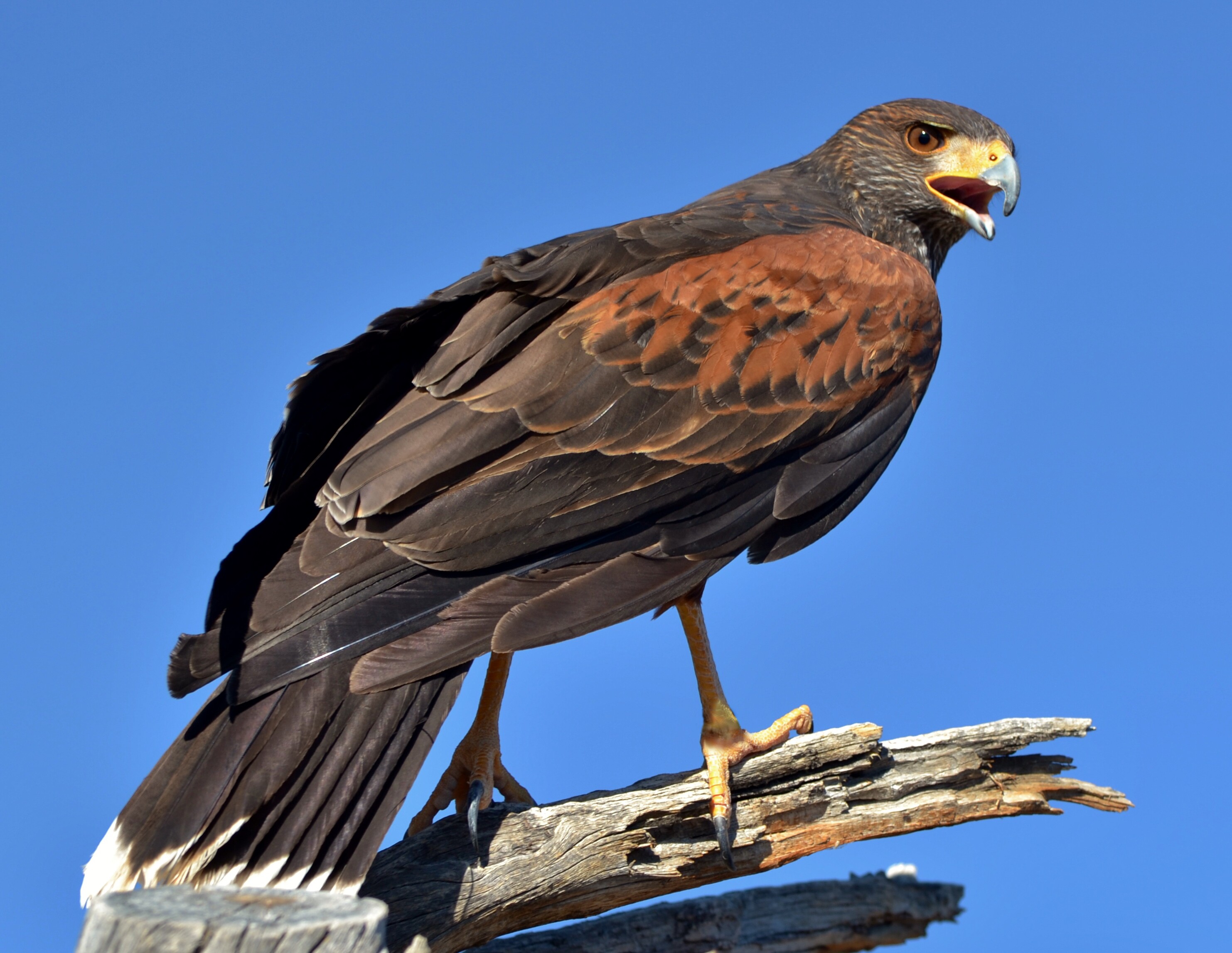 Red Rock Scenic Byway Road Trip