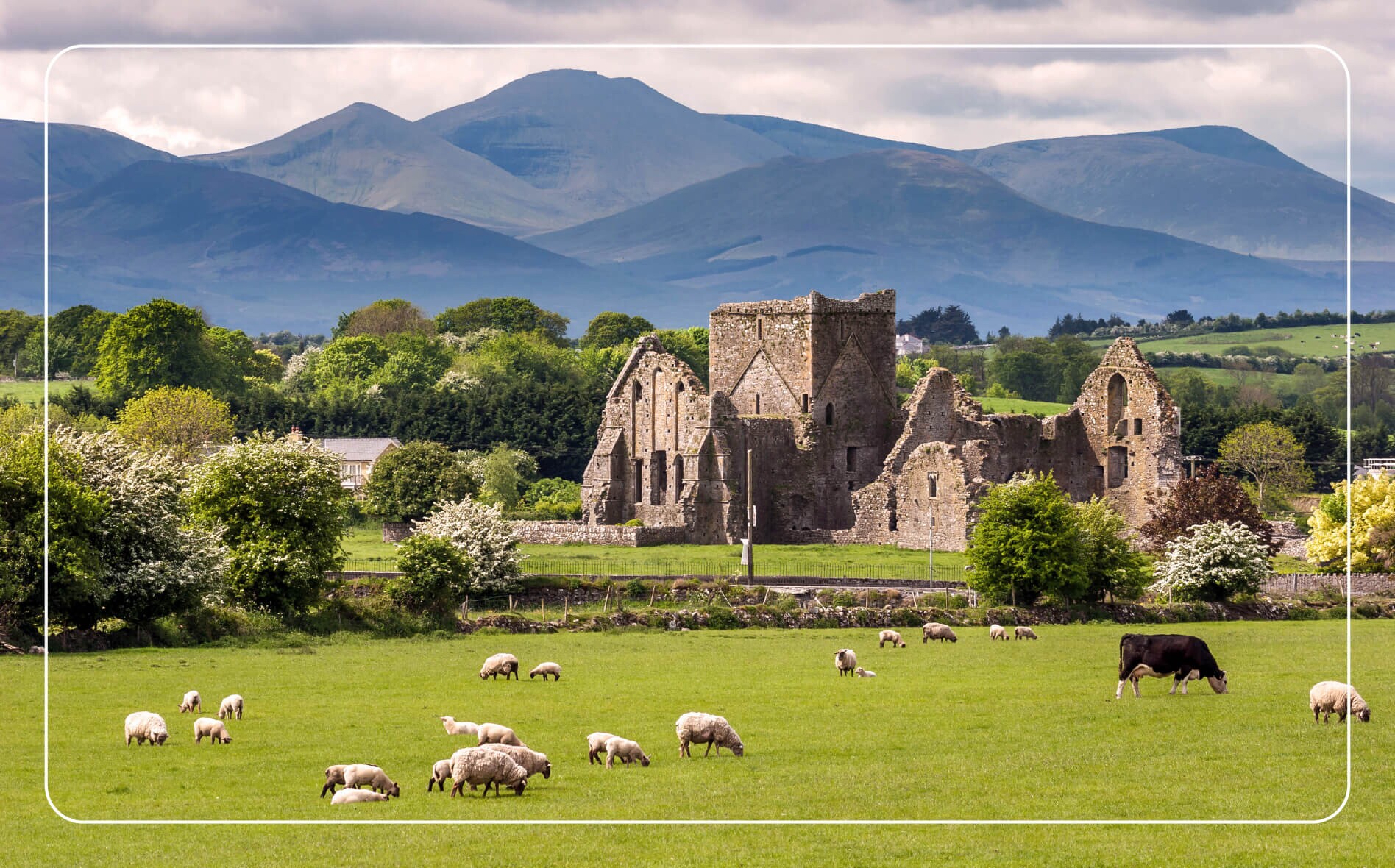 A lush green field in Ireland with grazing sheep and cattle, a stone ruin in the middle distance, and rolling mountains rising in the background.