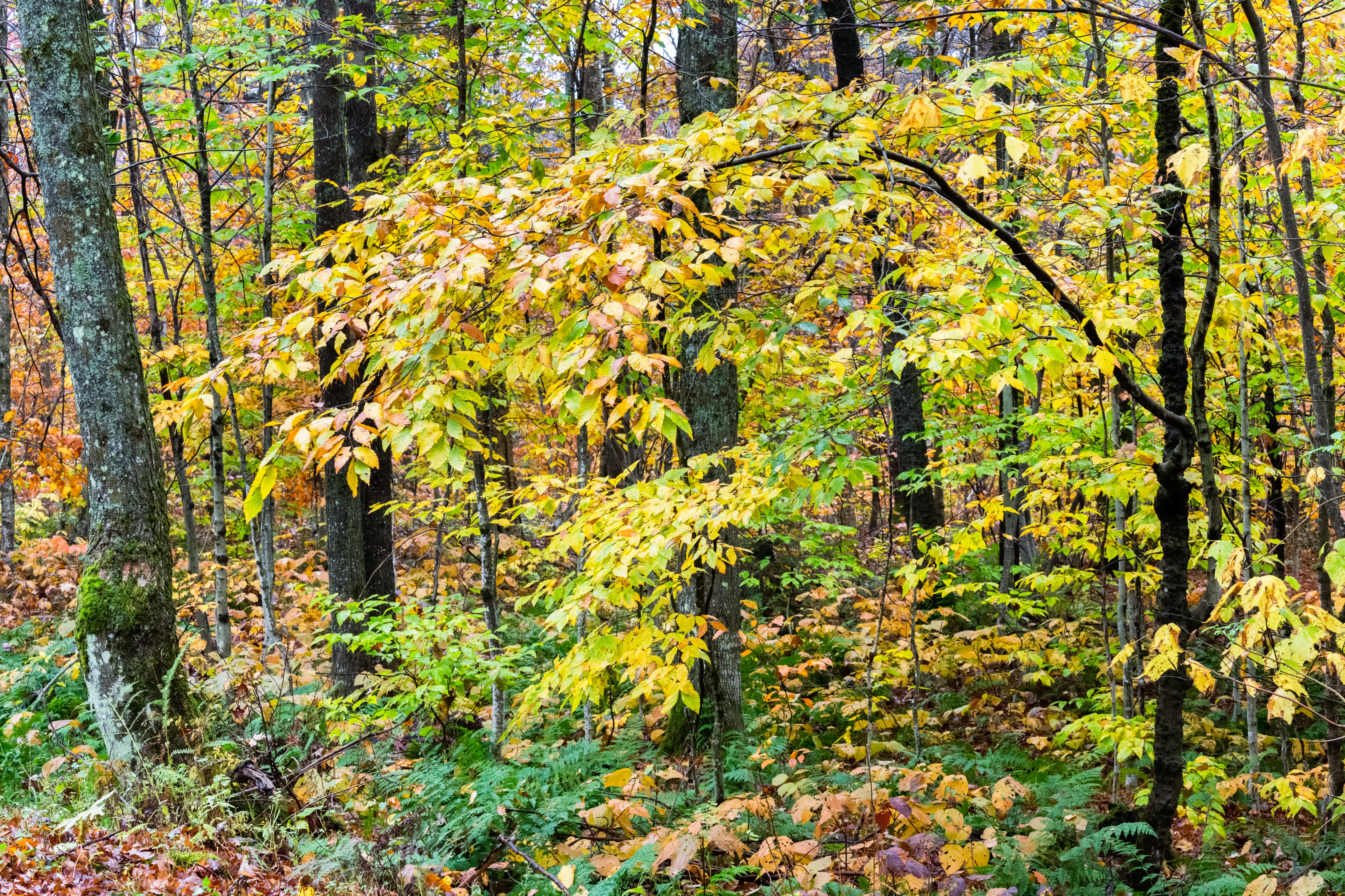 Scenic Route 100 Byway Road Trip