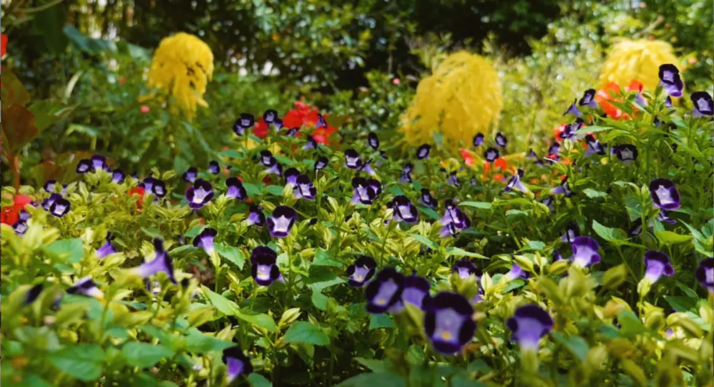 Flowers at Harry P. Lau Gardens, Orlando, Florida