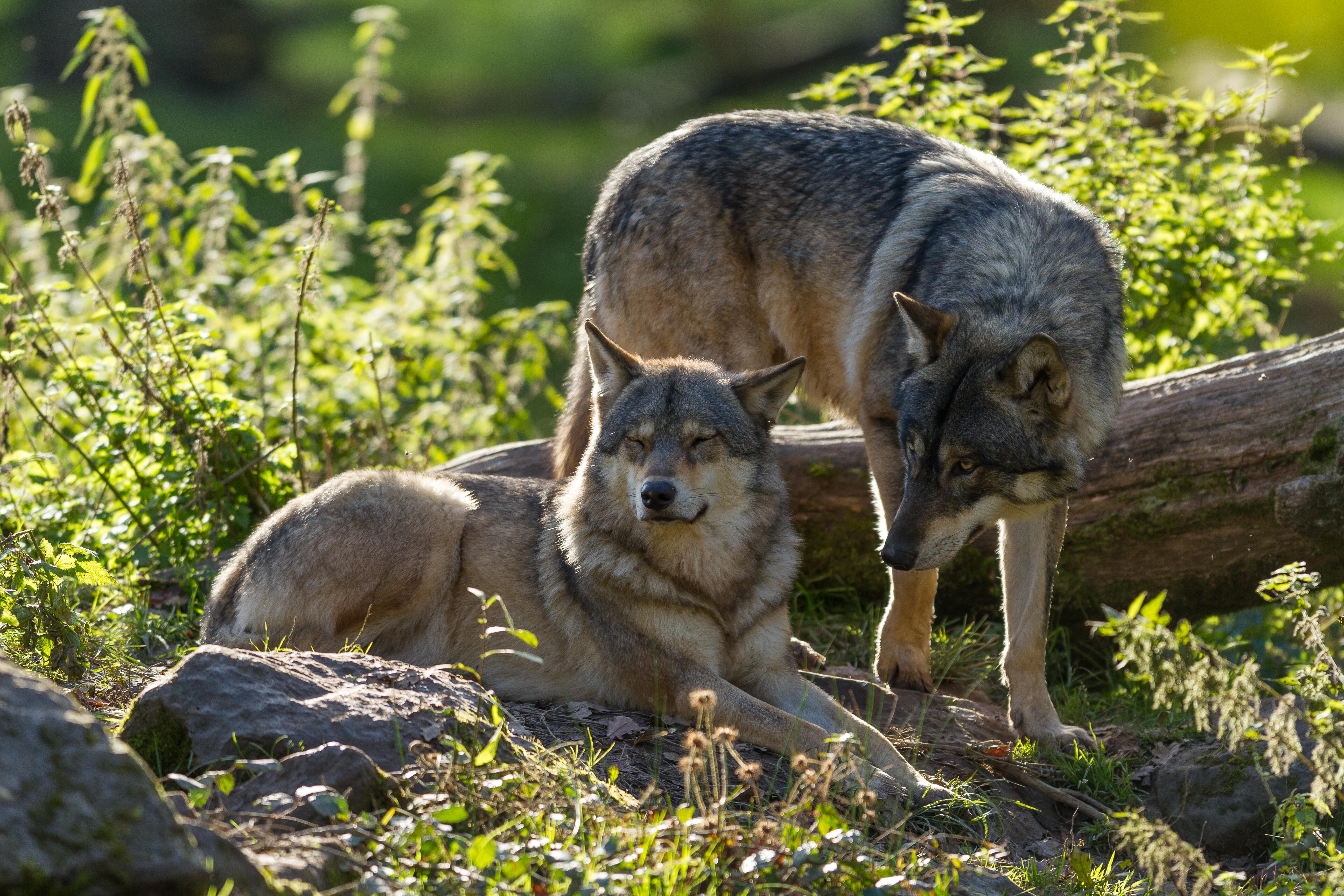 Two gray wolves in the forest on a sunny day, one resting and one standing
