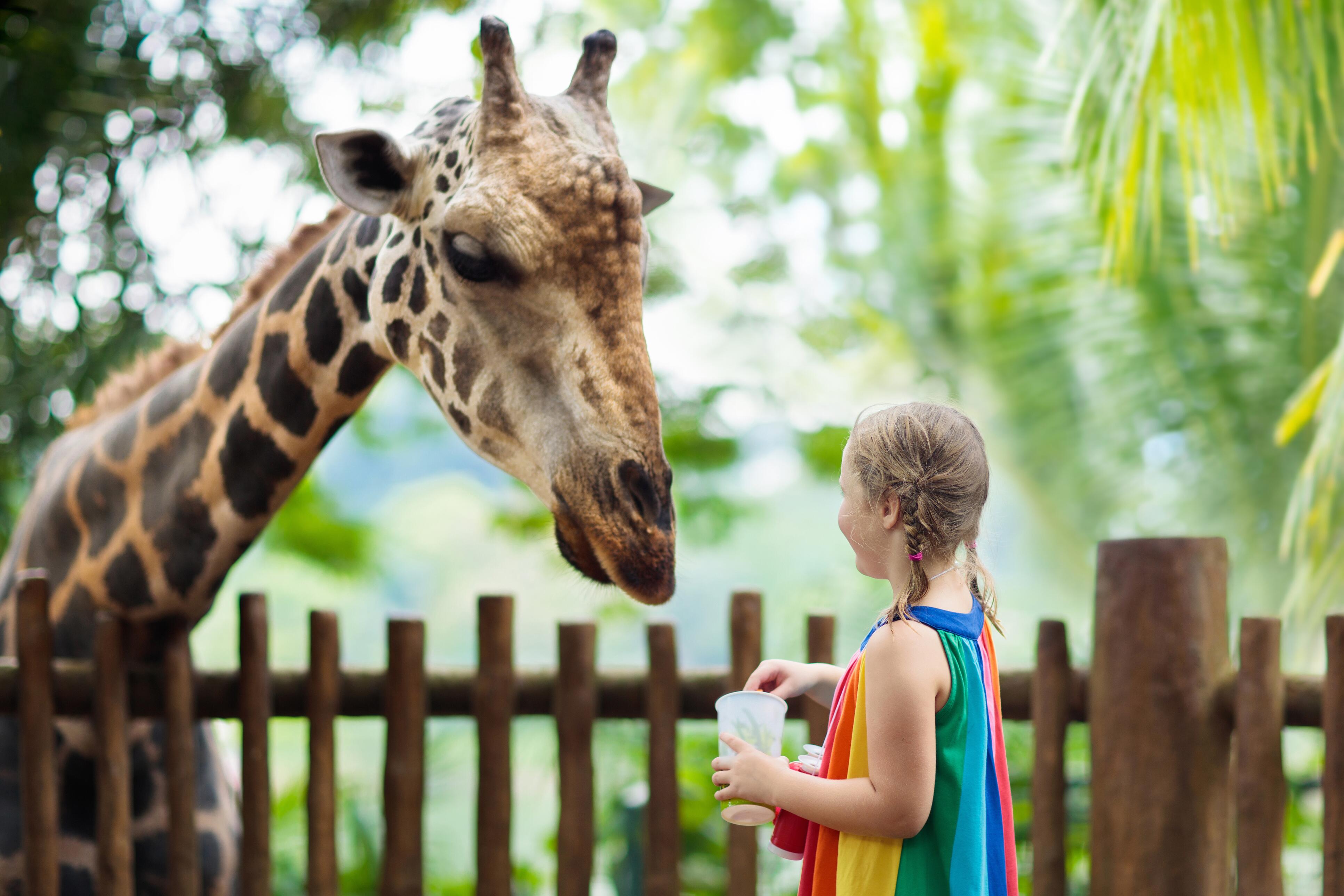 Photo of a child interacting with a giraffe at Munich Zoo