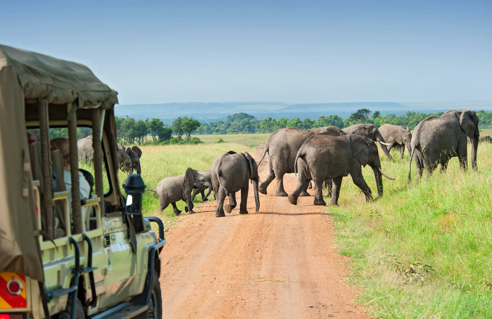 Elephants walking across a dirt path in Africa.