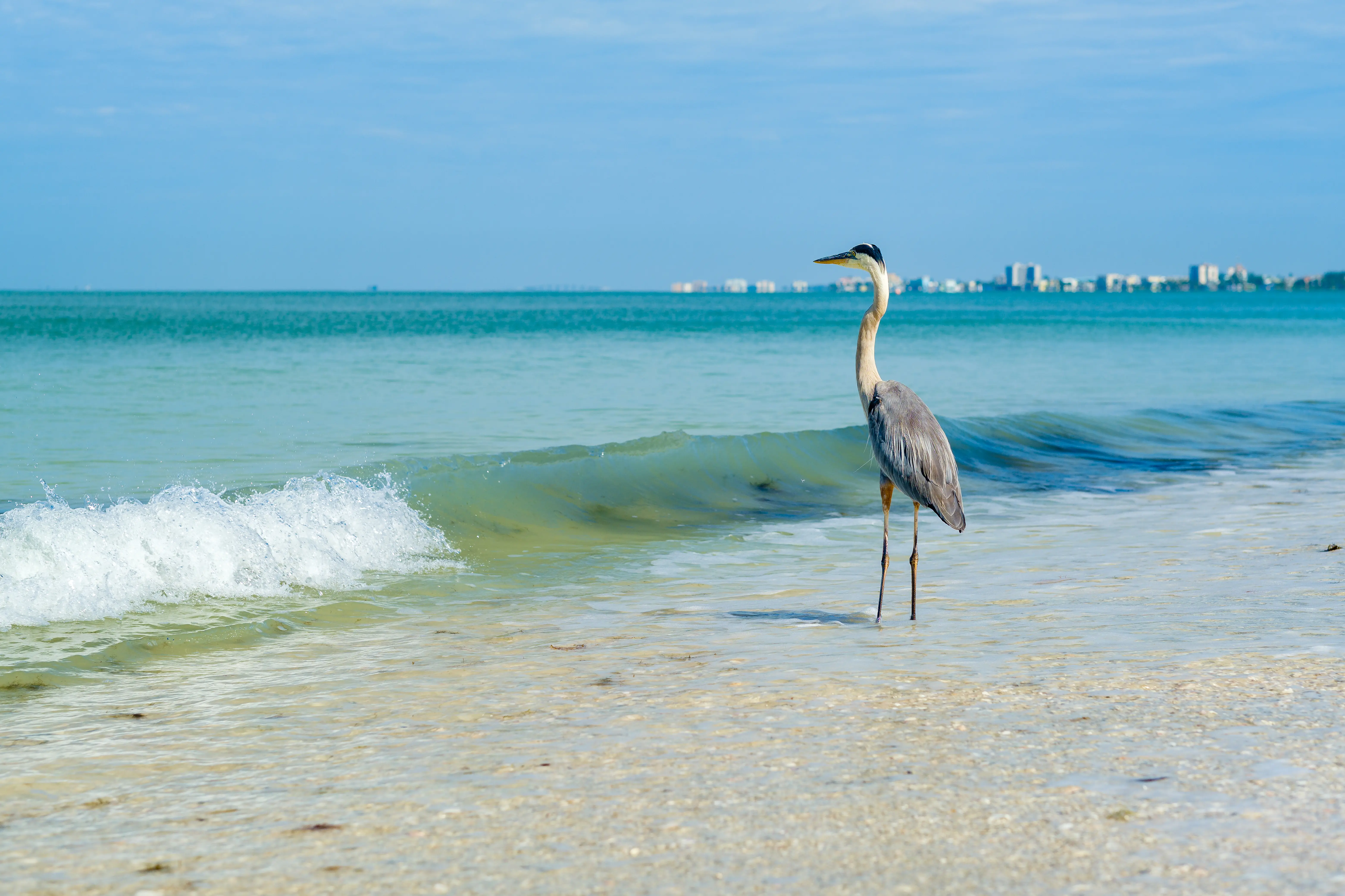 Majestic Great Blue Heron on the shore in Fort Myers Beach on the west coast of Florida