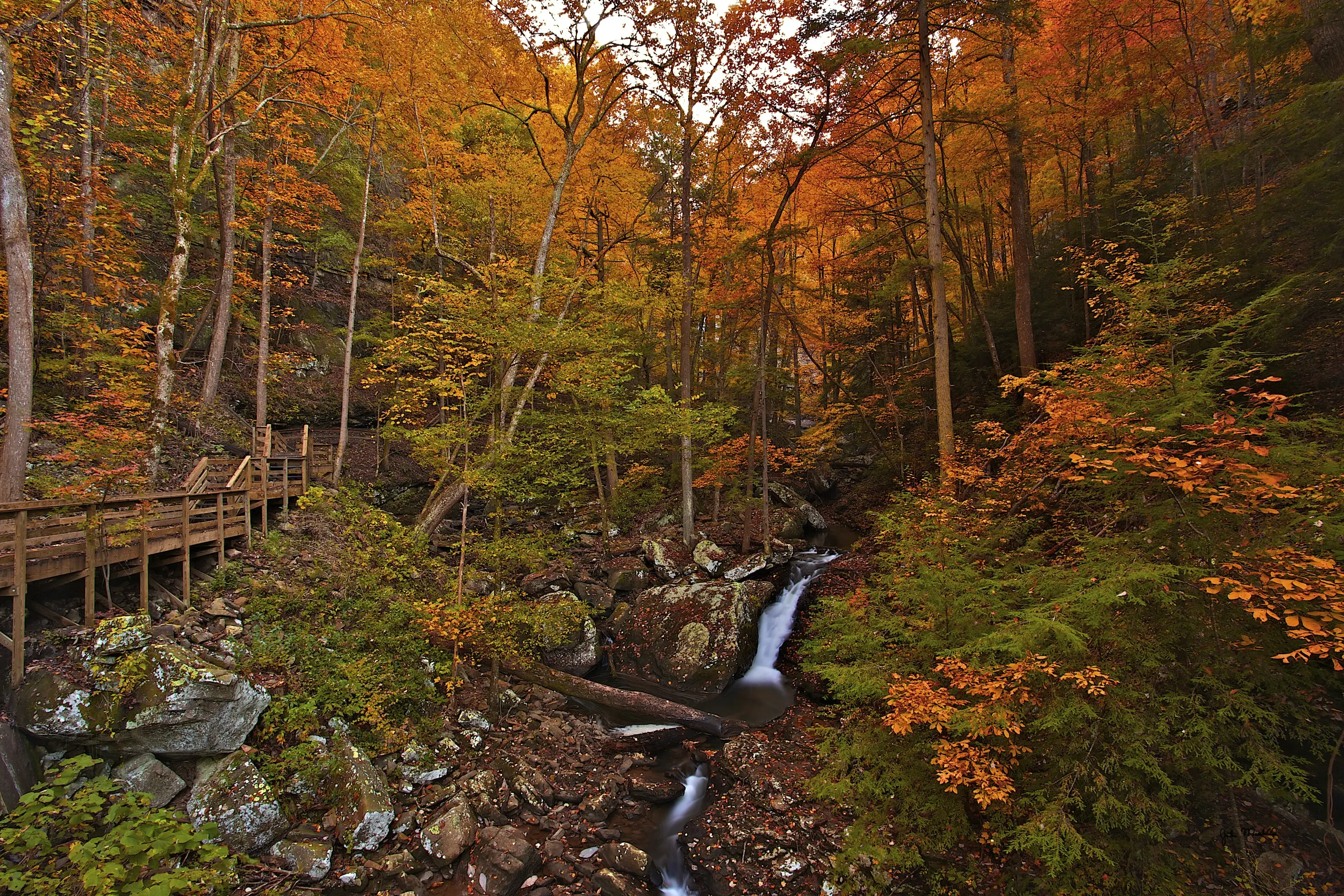 Outdoor image of the wilderness at Cloudland Canyon State Park.