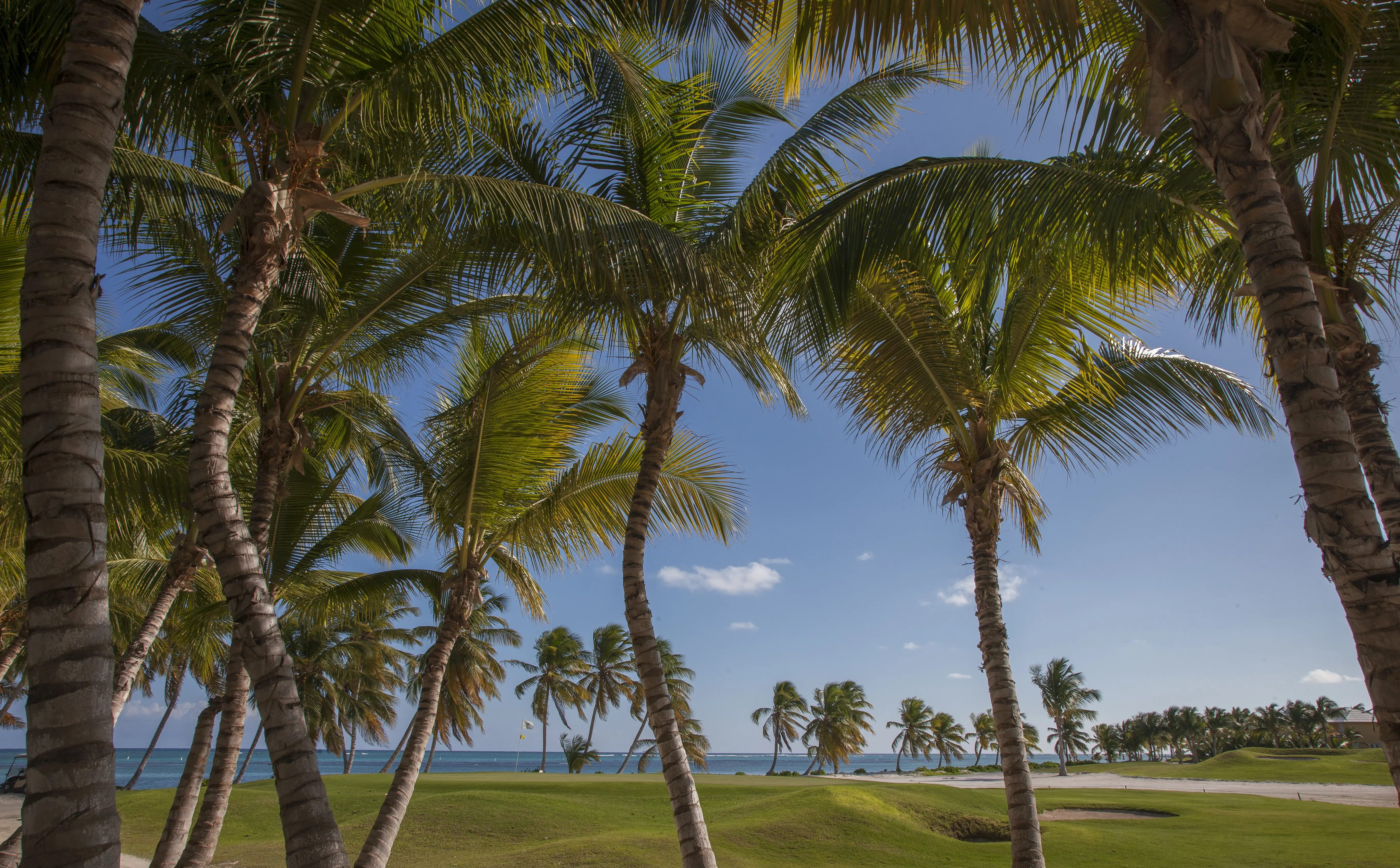 Image of a golf course in a tropical beach setting.