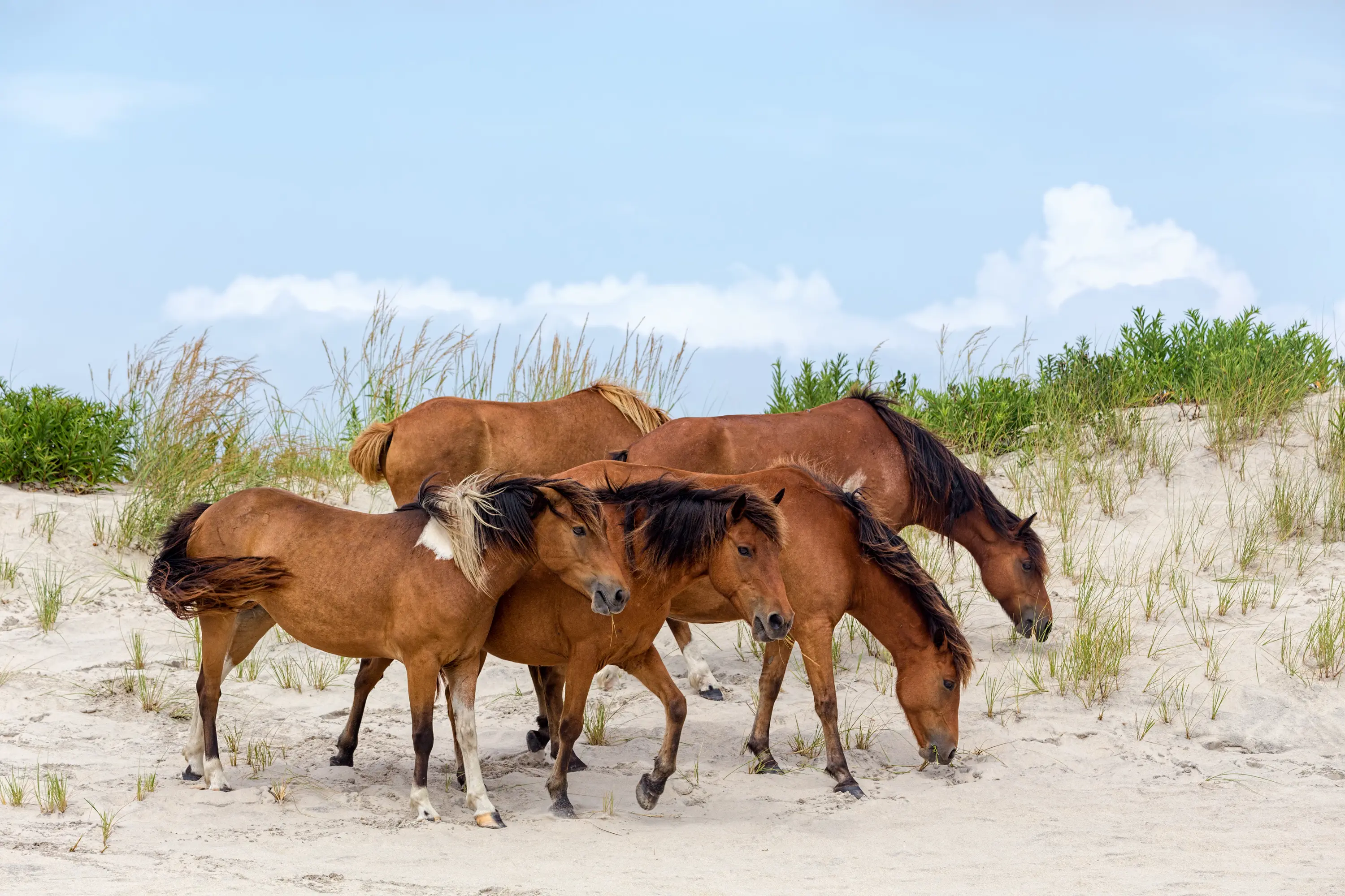 beach, beach town, United States
