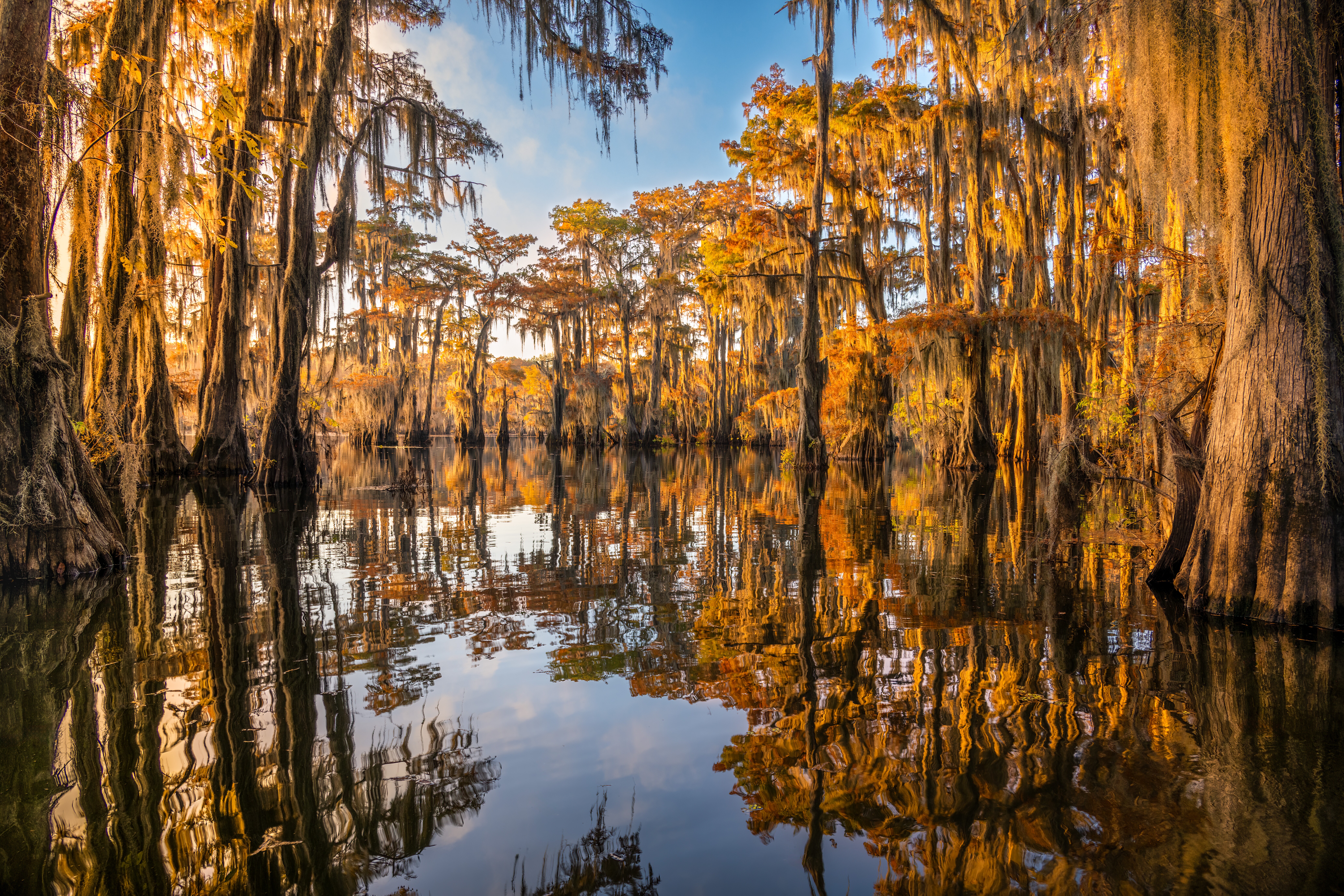 Image of Caddo Lake in Texas
