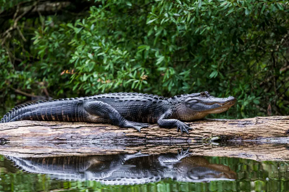 Alligator sunning on a log