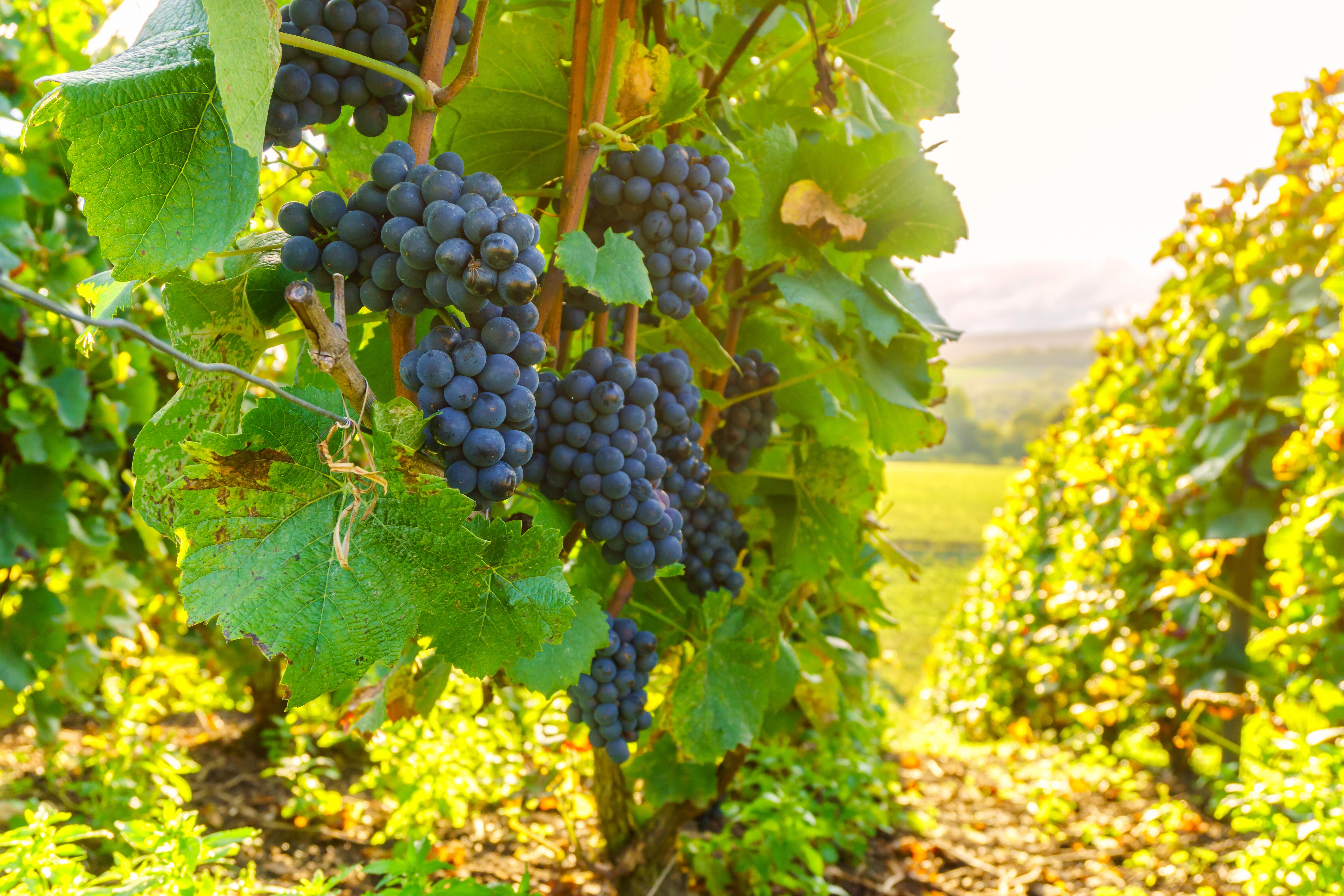 Row vine grape in champagne vineyards at montagne de reims countryside village background, France
