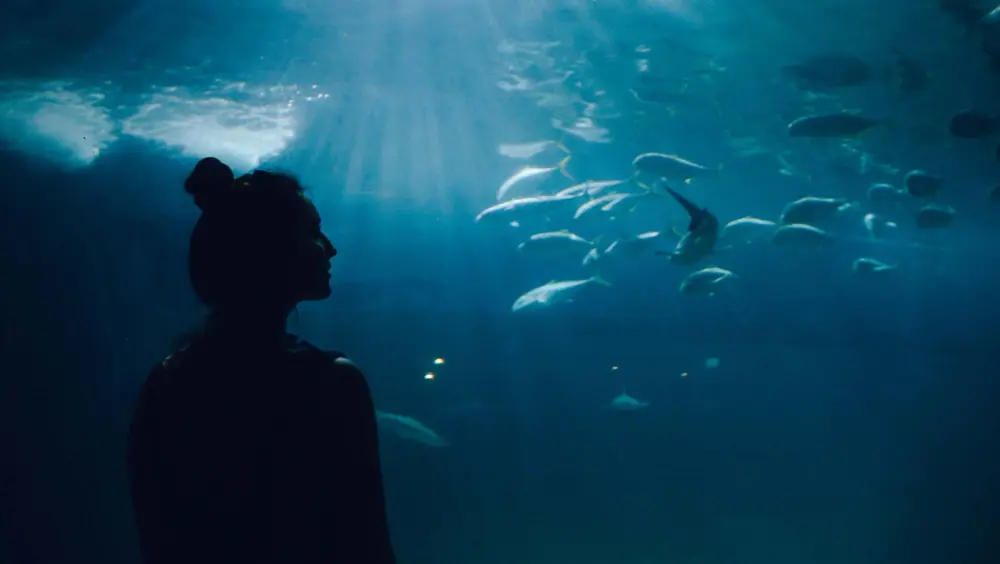 Person watching marine life swim at the Seattle Aquarium, a popular thing to do in Seattle.