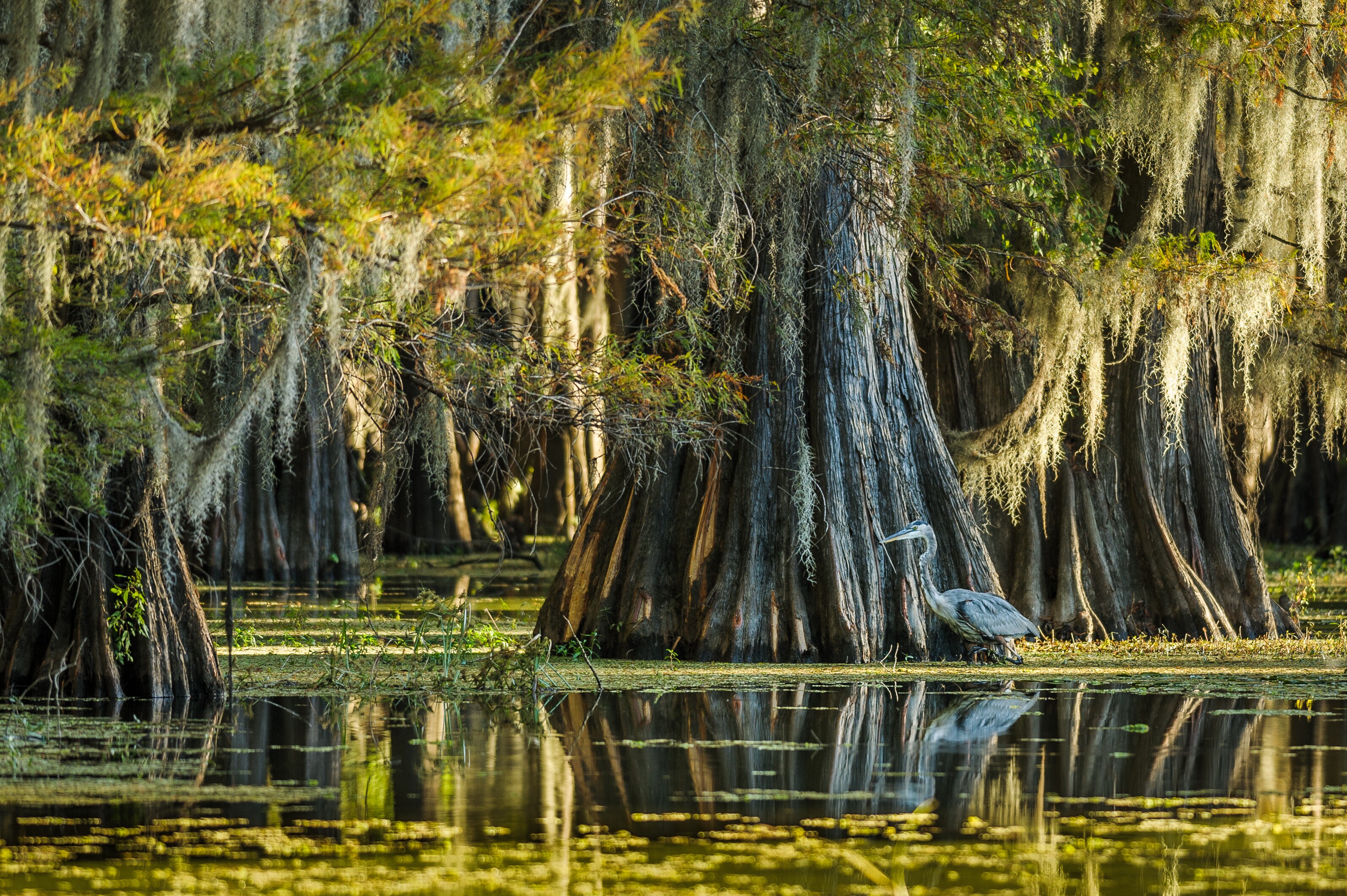 Southern Swamps Scenic Byway Road Trip