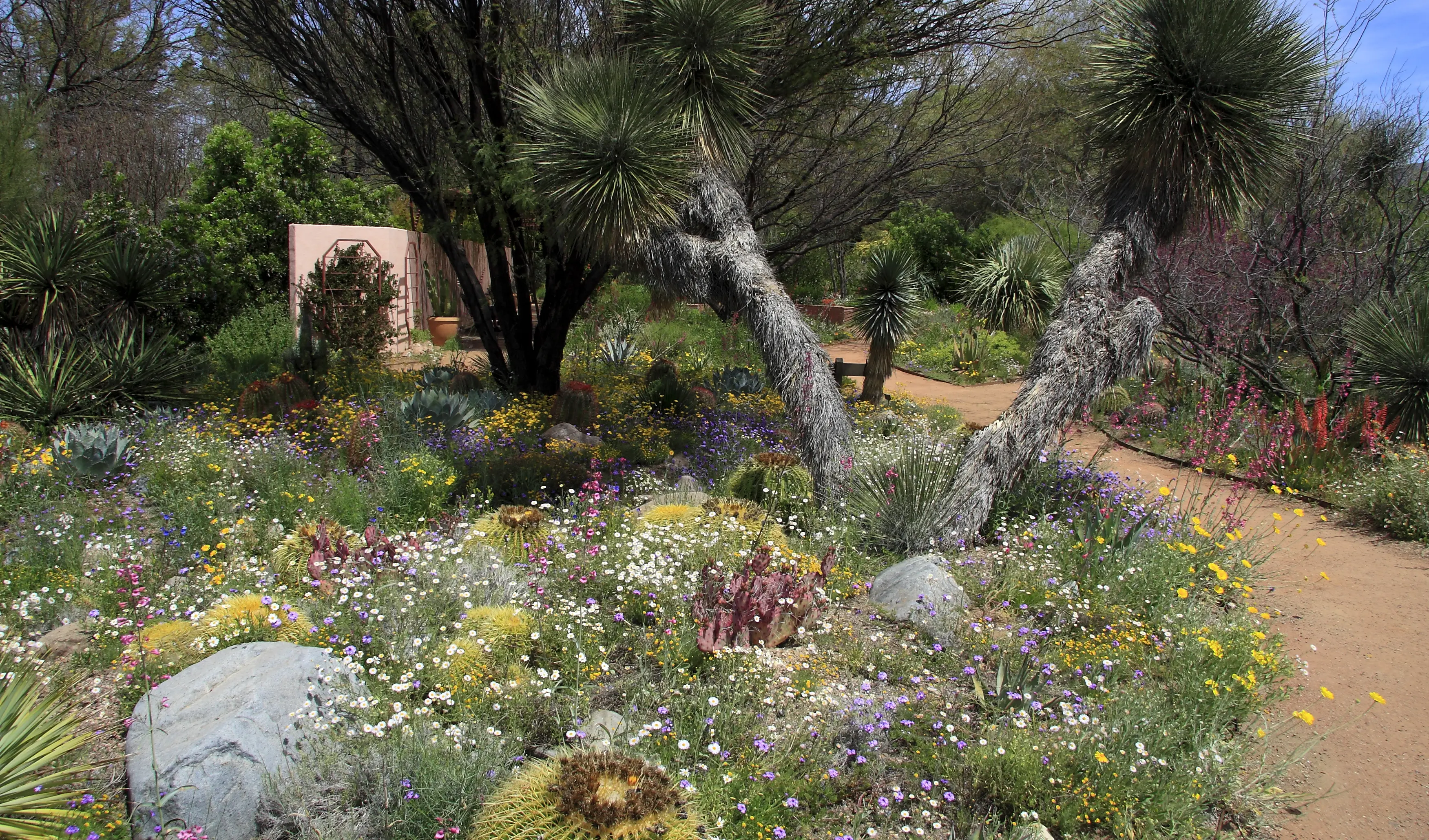 Image of the landscaping and wildflowers at Boyce Thompson Arboretum
