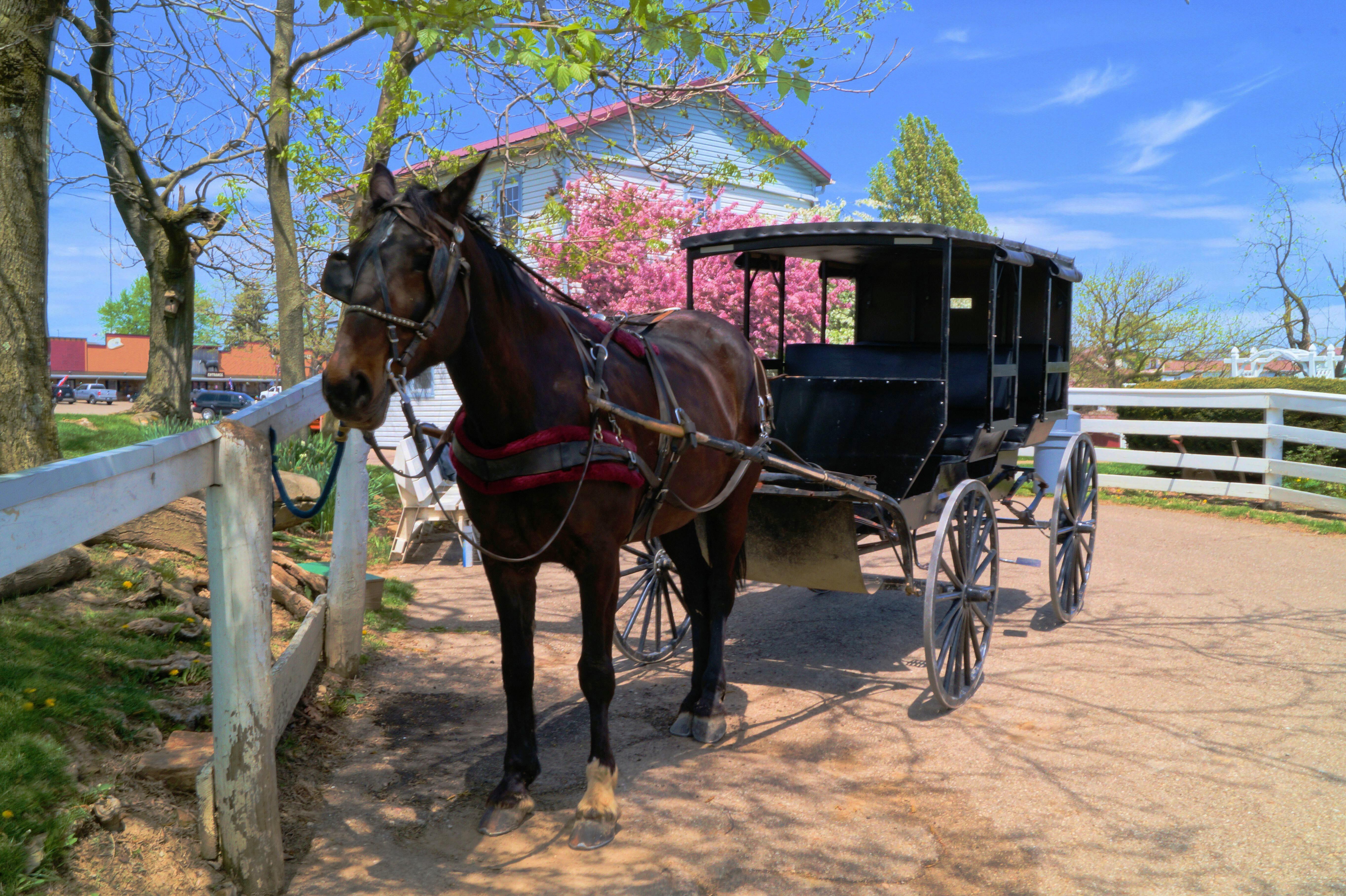 Amish buggy with horse parked at a fence in the springtime. Located in Holmes County, Ohio, USA