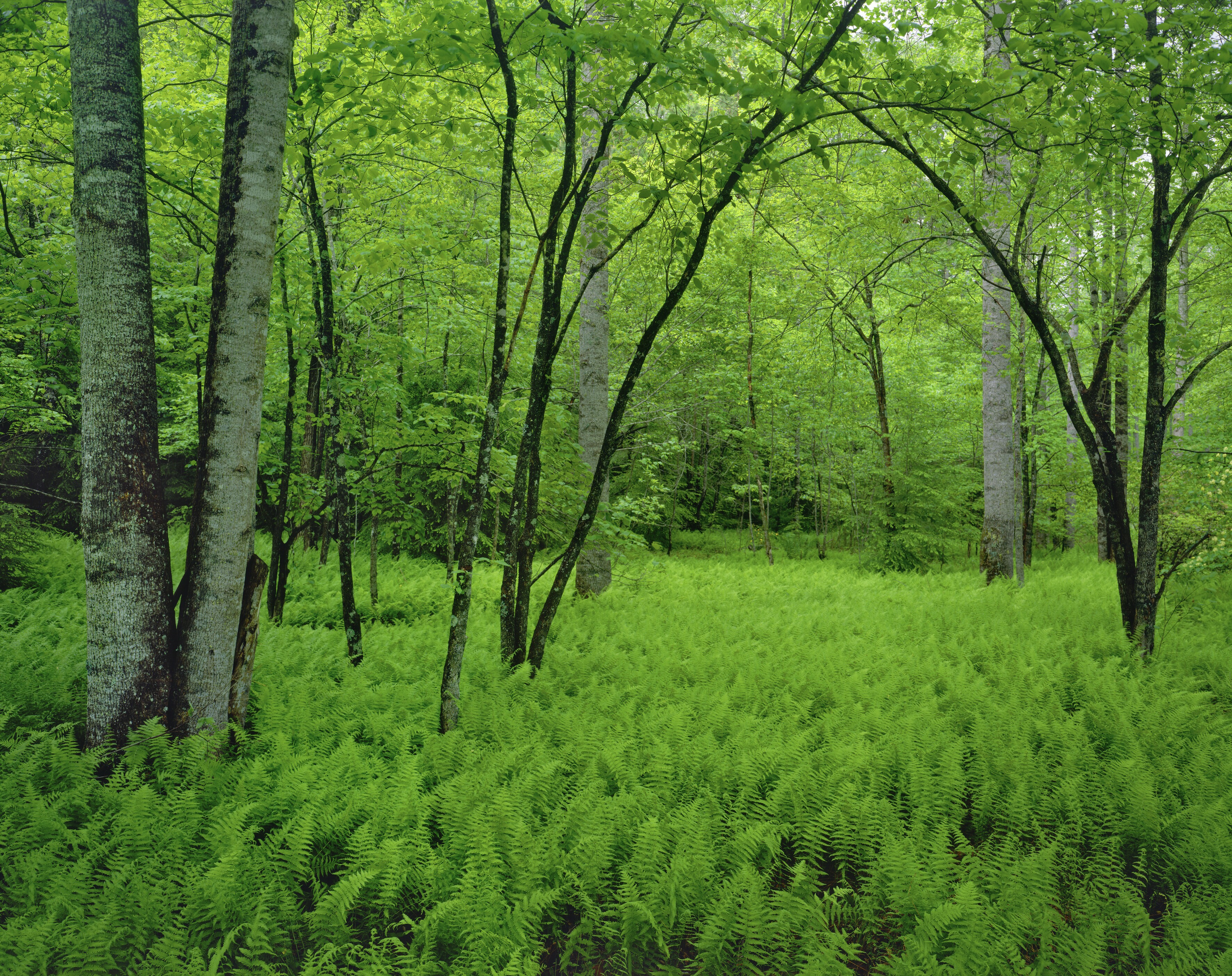 Green Mountains Scenic Route 7 Road Trip