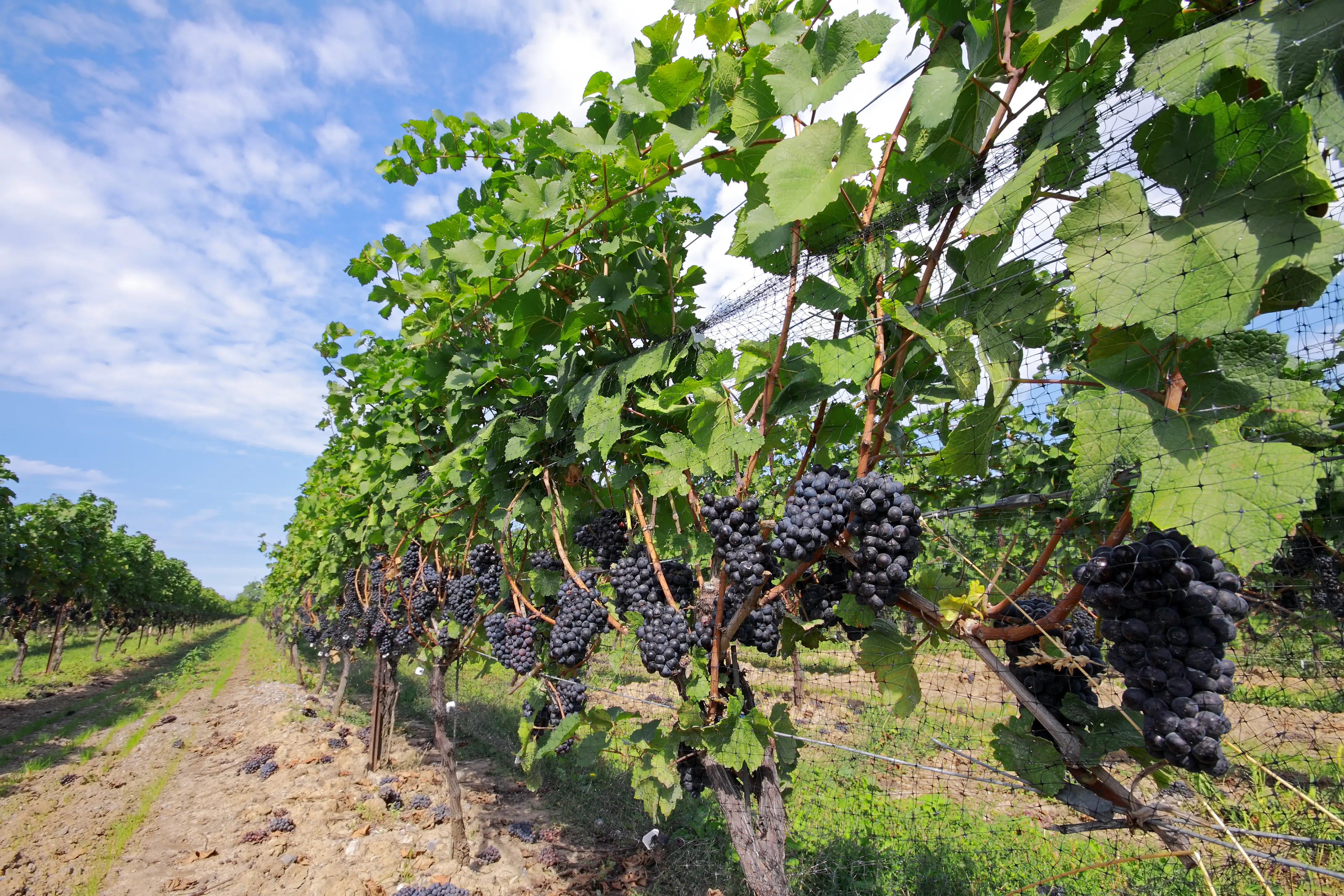 Winery grapes vine vineyard