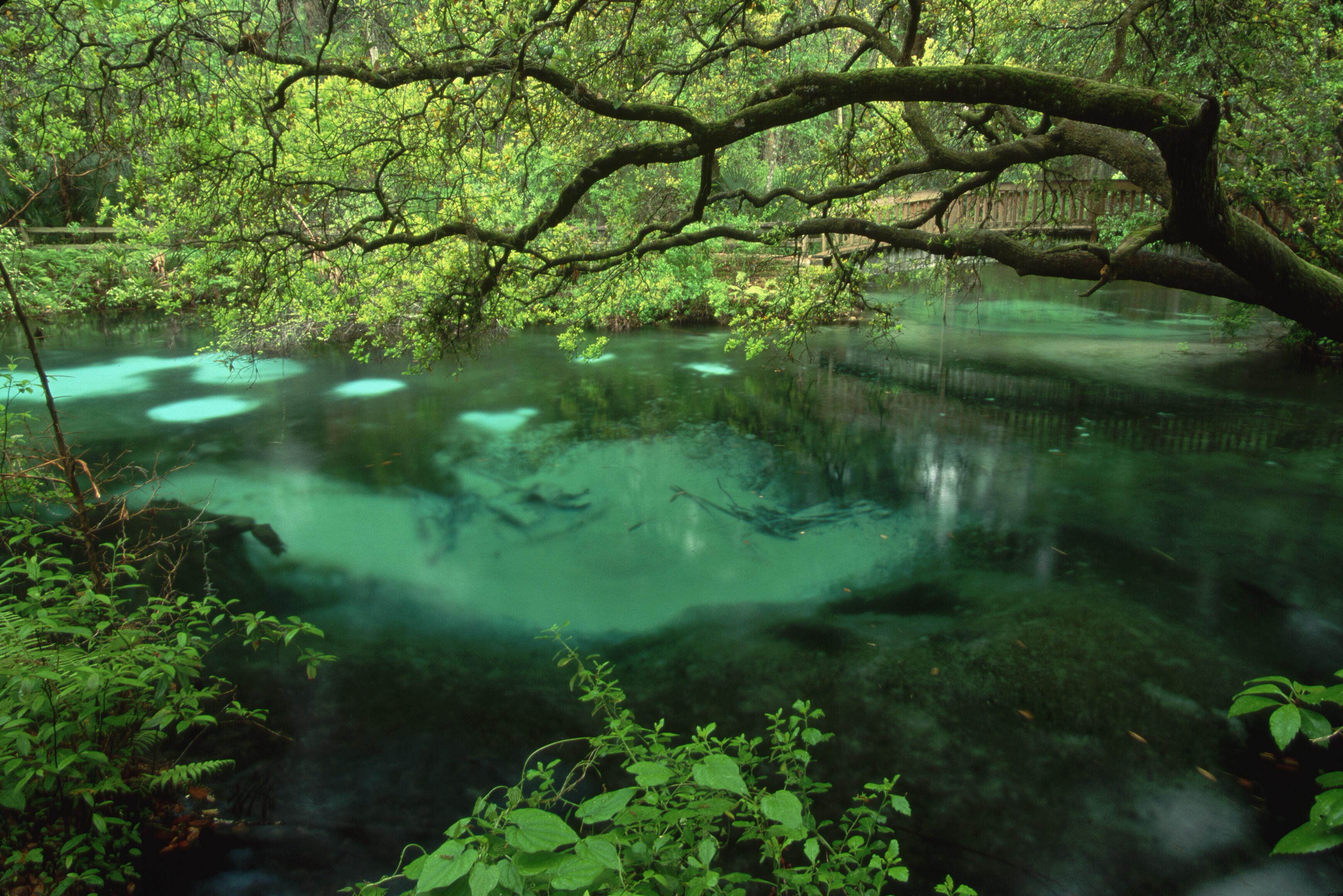 Outdoor image of the wilderness of Ocala National Forest