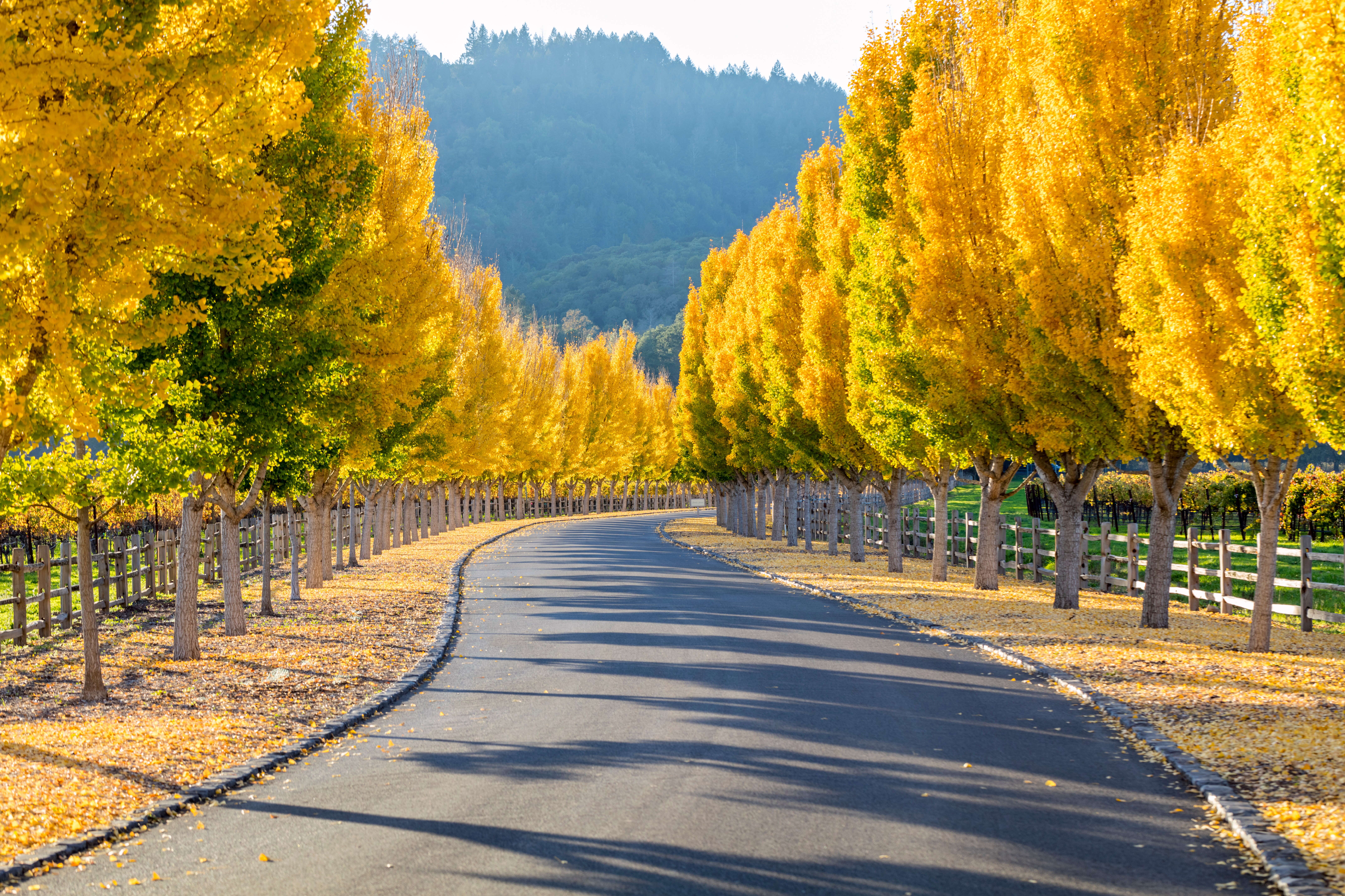 Image of a road winding through Napa Valley, California.