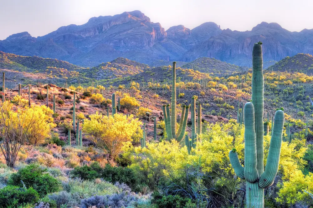Sonoran Desert