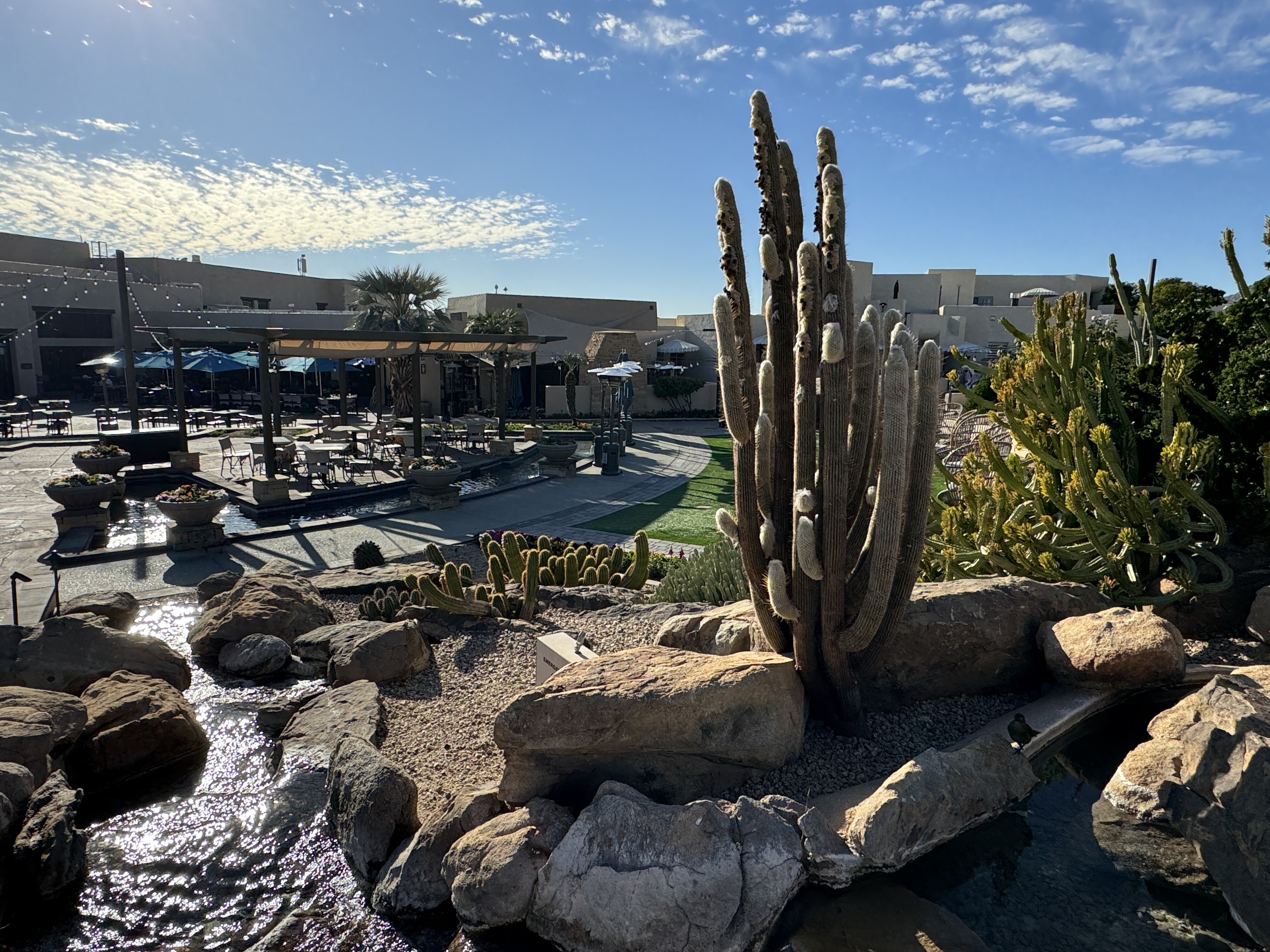 Looking past a cactus onto a hotel pool area